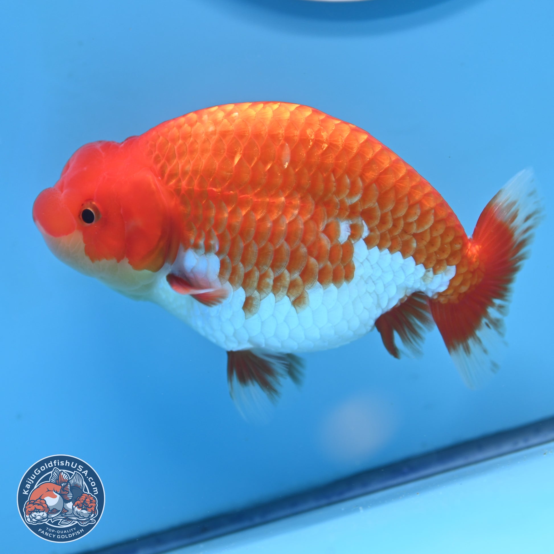 Red White Buffalo Ranchu 4.75in Body (240802_RC04) - Kaiju Goldfish USA