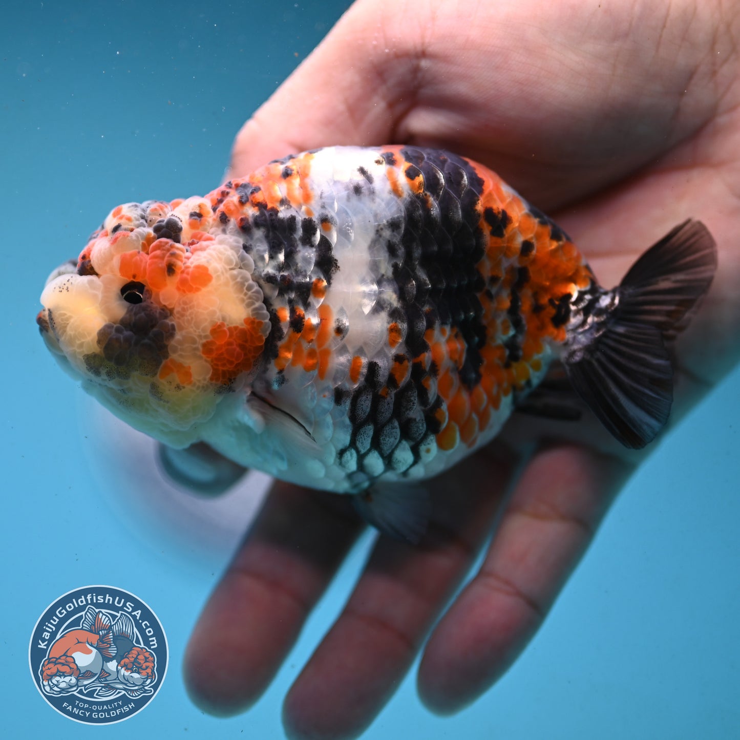 Tricolor Tiger Ranchu 4 inch Body (251003_RC04)