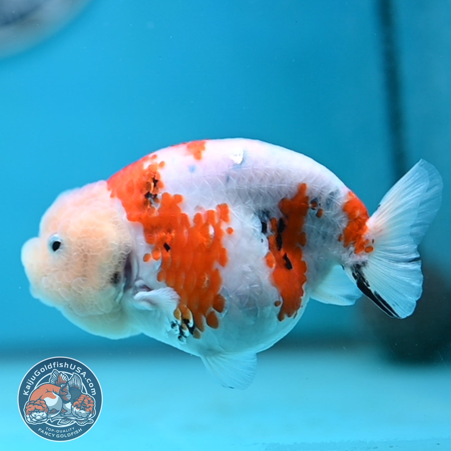 Tricolor Sakura Ranchu 4.25 inches Body (250502_RC04)