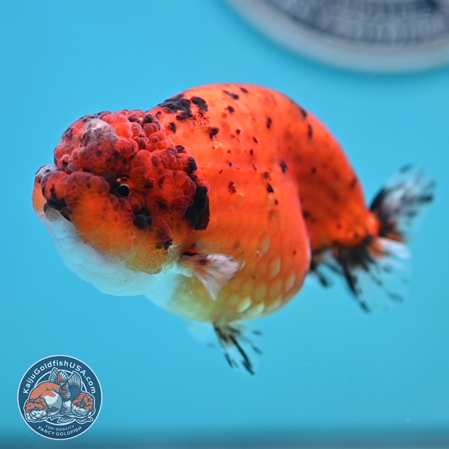 Calico Ranchu 4 inches Body (250516_RC04)