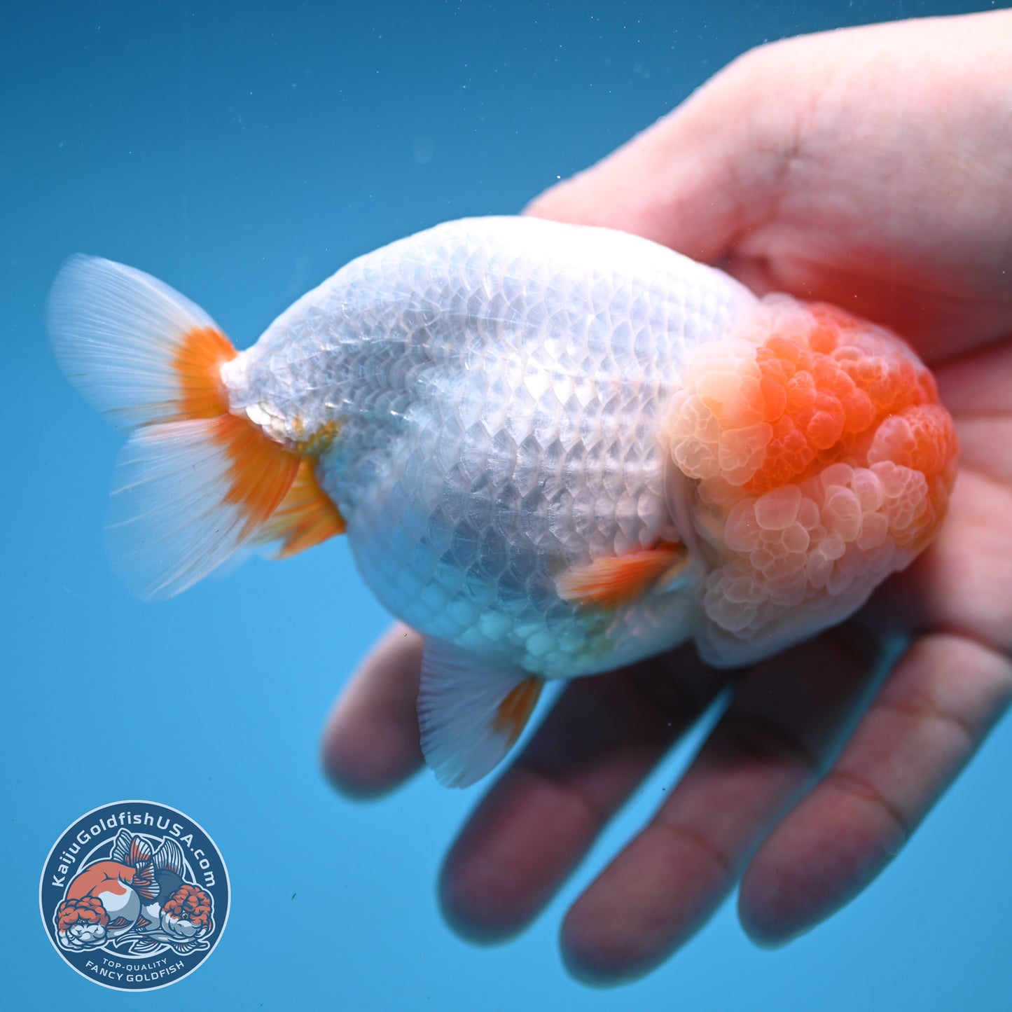 Super Wen Red White Buffalo Ranchu 4 inch Body (250919_RC04)