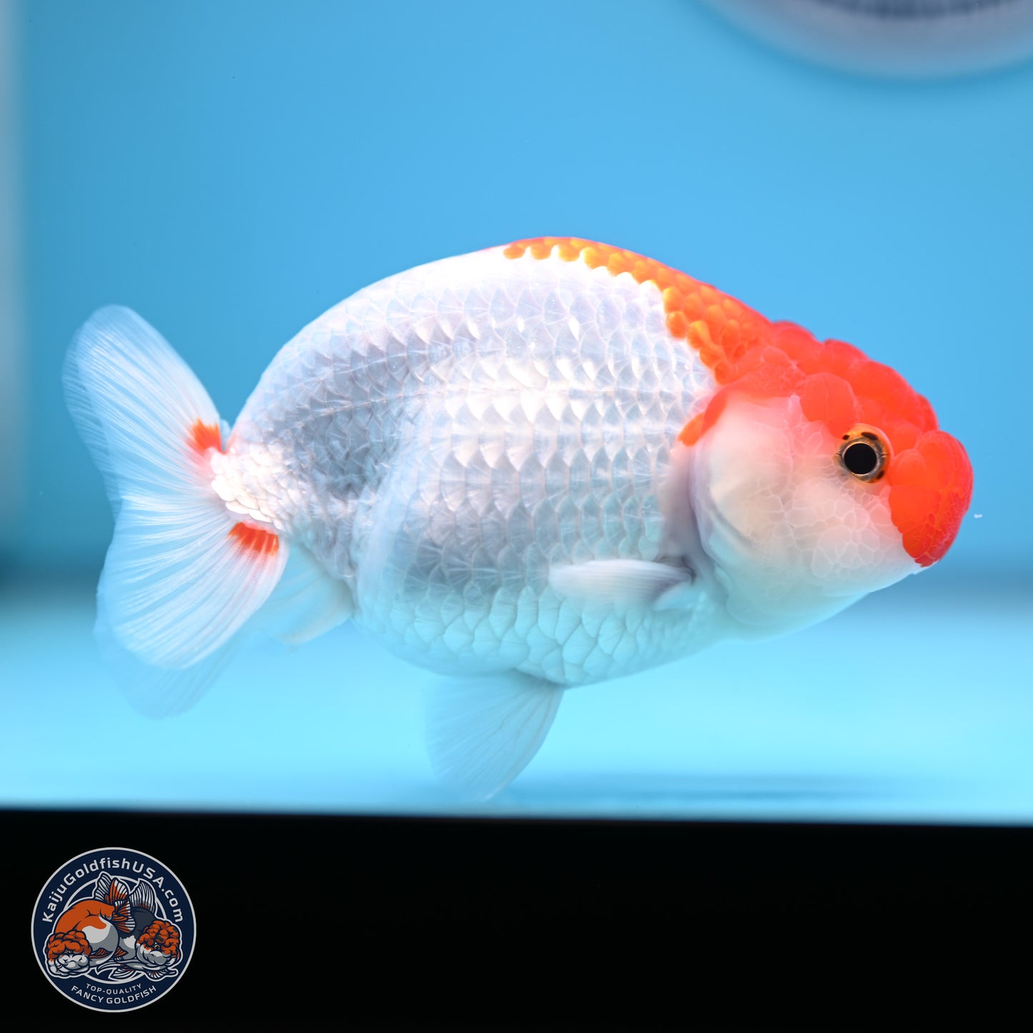 Red White Buffalo Ranchu 4-5 in (241011_RC04) - Kaiju Goldfish USA