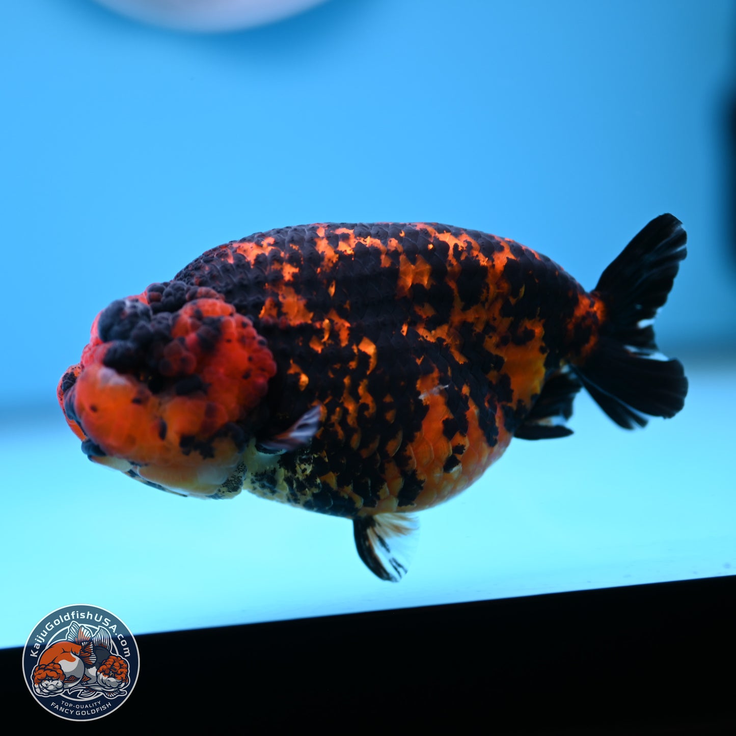 Red Tiger Ranchu 5 inches (241101_RC04) - Kaiju Goldfish USA