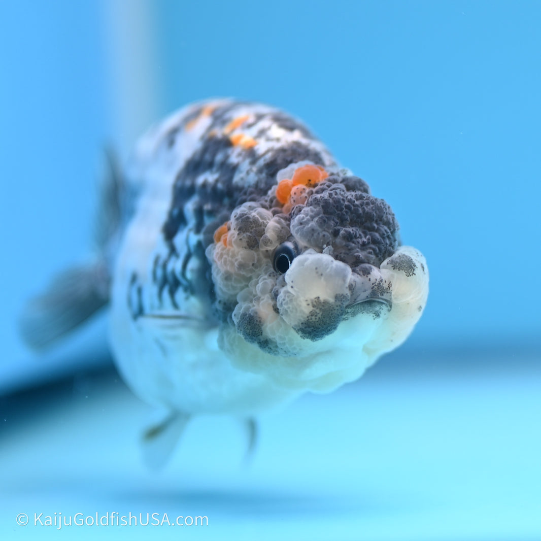 Ranchu – Kaiju Goldfish USA