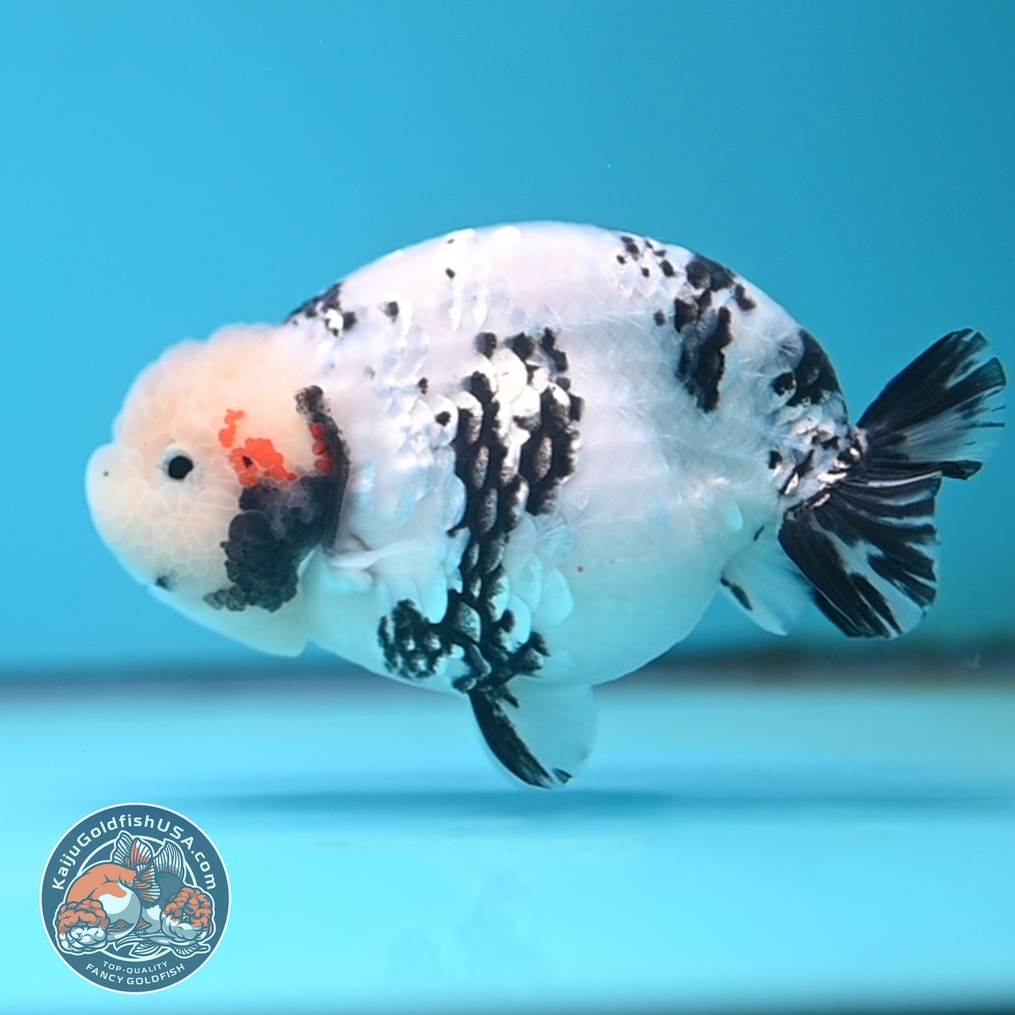 Tricolor Ranchu 4.5 inches Body (250509_RC04)