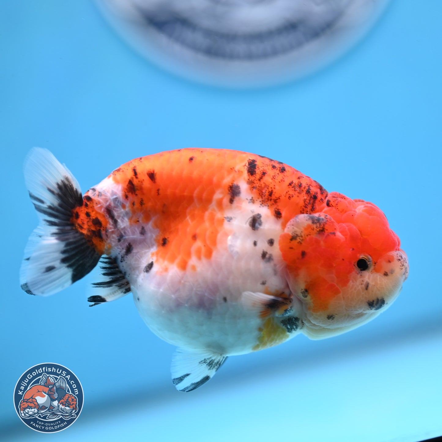 Tricolor Sakura Ranchu 4 inches Body - Female (250228_RC04)