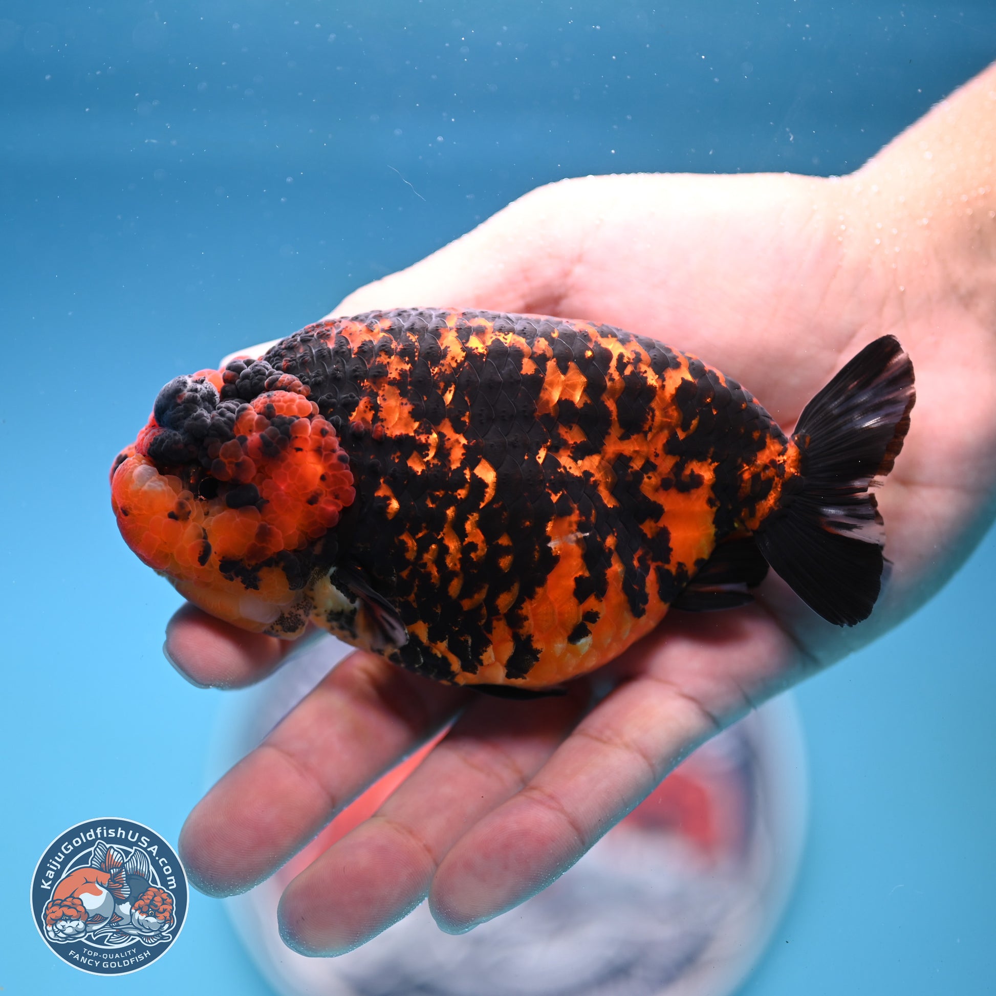 Red Tiger Ranchu 5 inches (241101_RC04) - Kaiju Goldfish USA