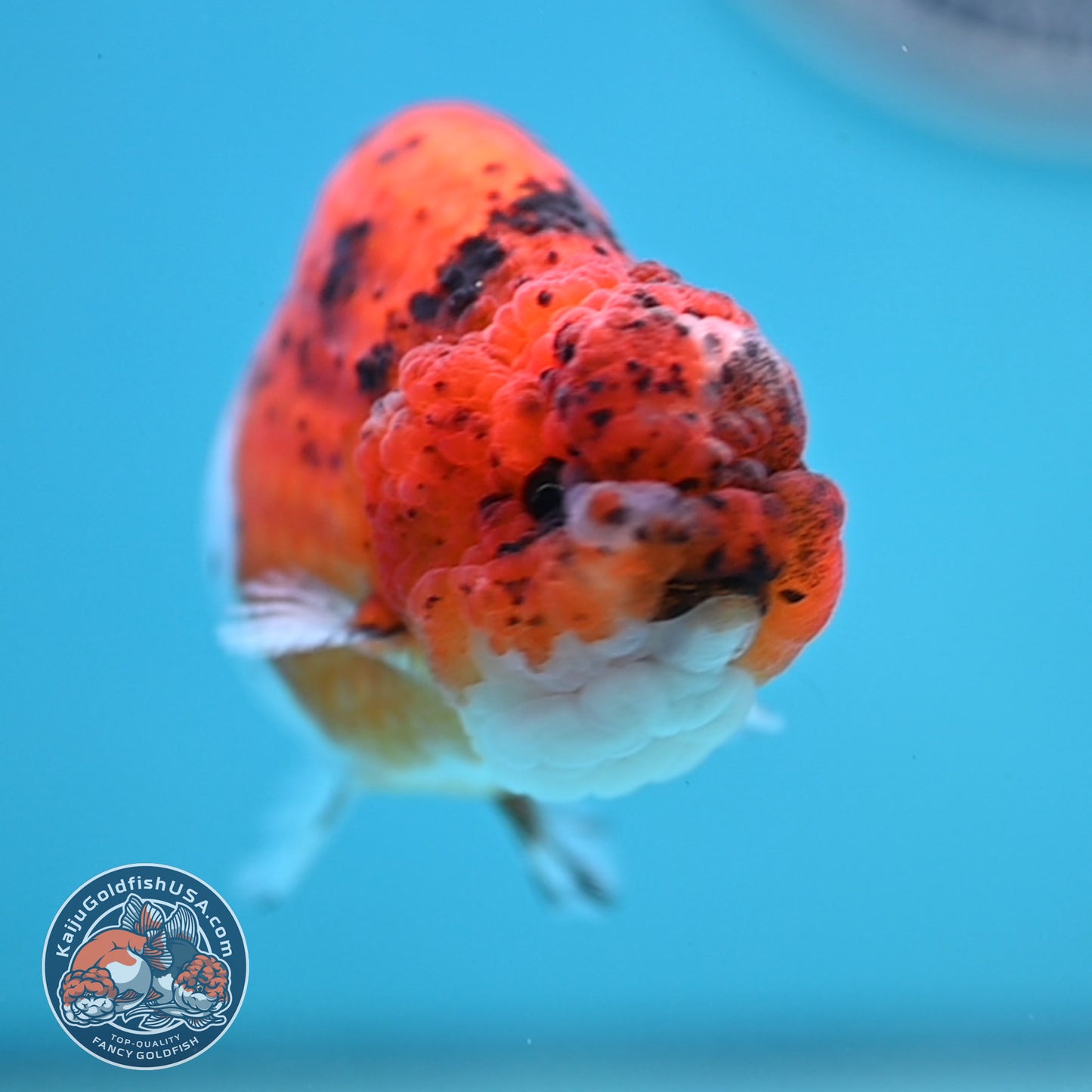 Calico Ranchu 4 inches Body (250516_RC04)