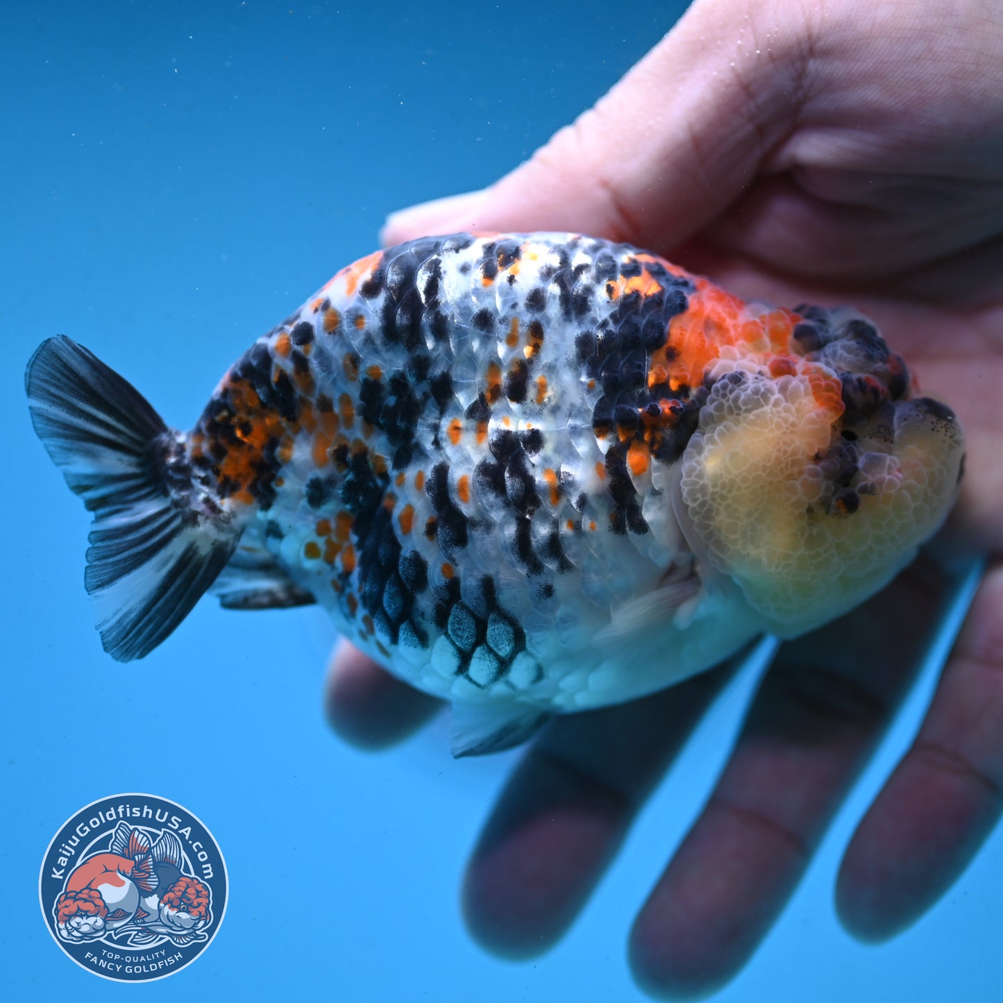 Tricolor Tiger Ranchu 4 inch Body (251003_RC04)