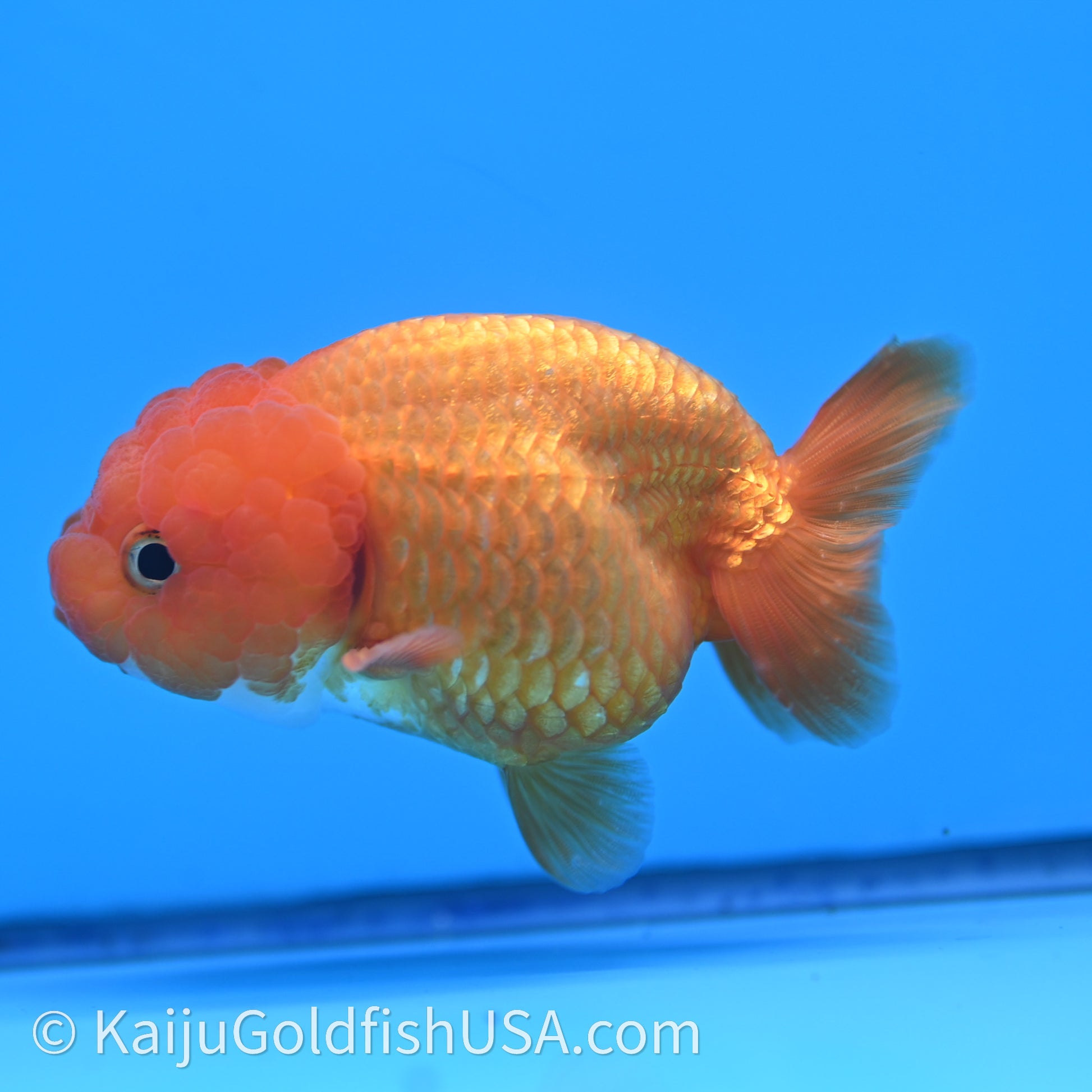 Red White Lionchu 3.5in body (240726_RC04) - Kaiju Goldfish USA