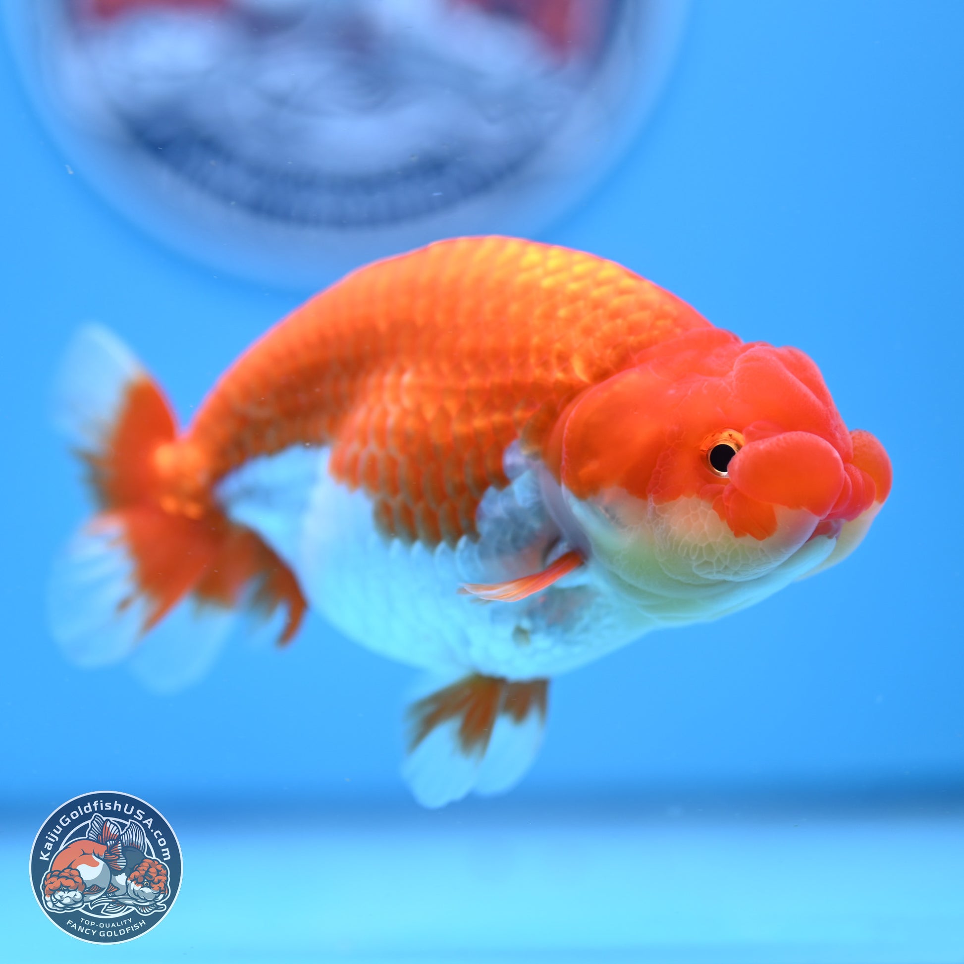 Red White Buffalo Ranchu 4.75in Body (240802_RC04) - Kaiju Goldfish USA