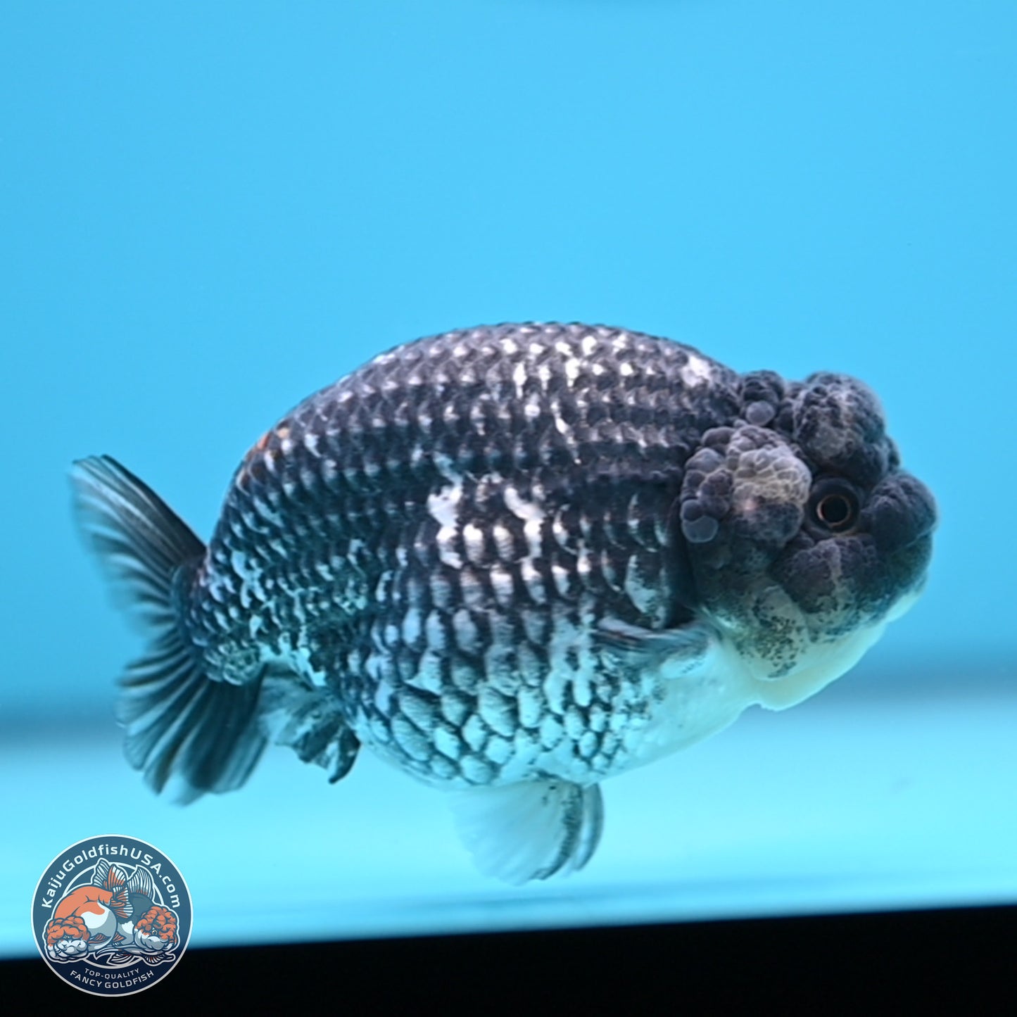 Grey Metallic Ranchu 3.75 inches Body - Female (241227_RC04) - Kaiju Goldfish USA