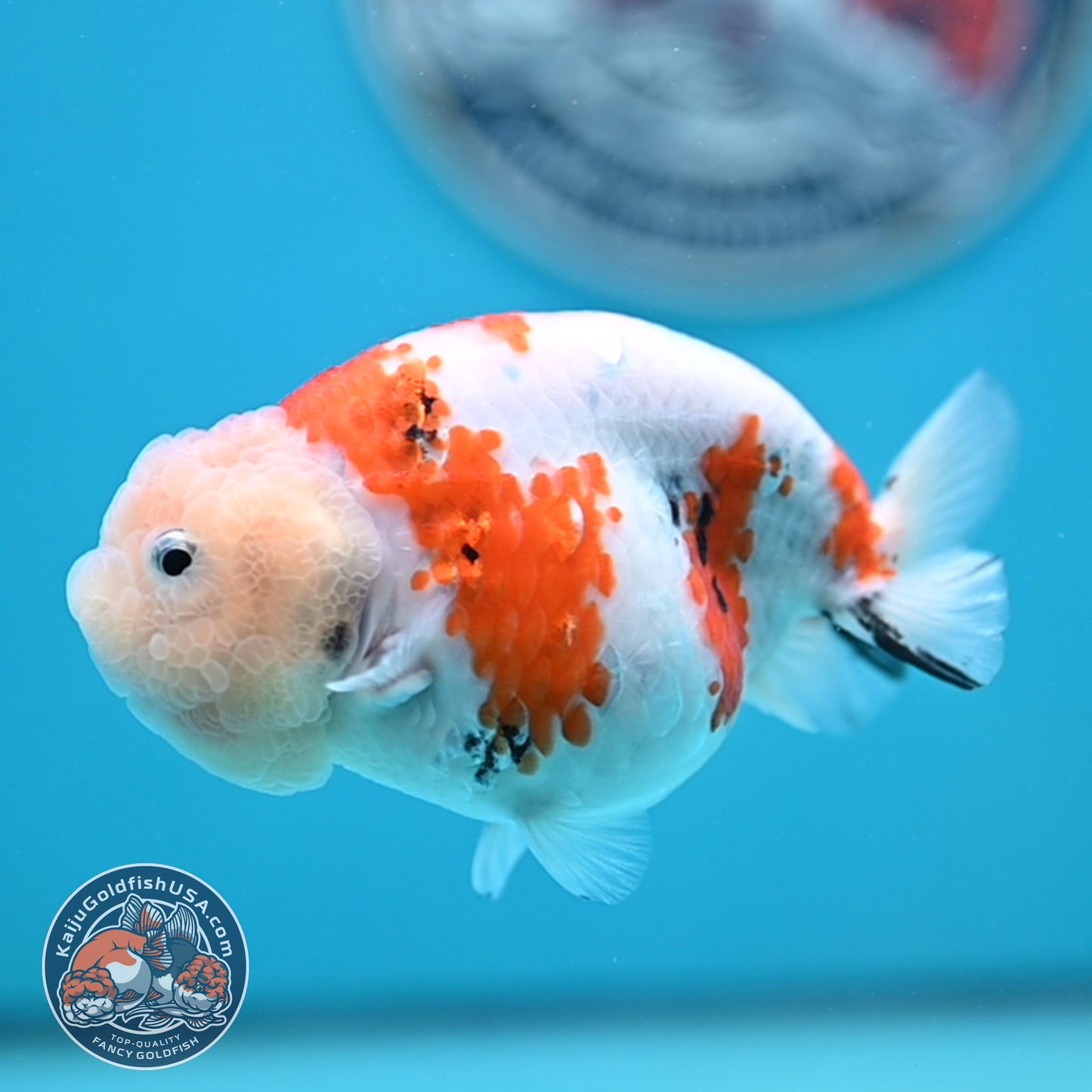 Tricolor Sakura Ranchu 4.25 inches Body (250502_RC04)
