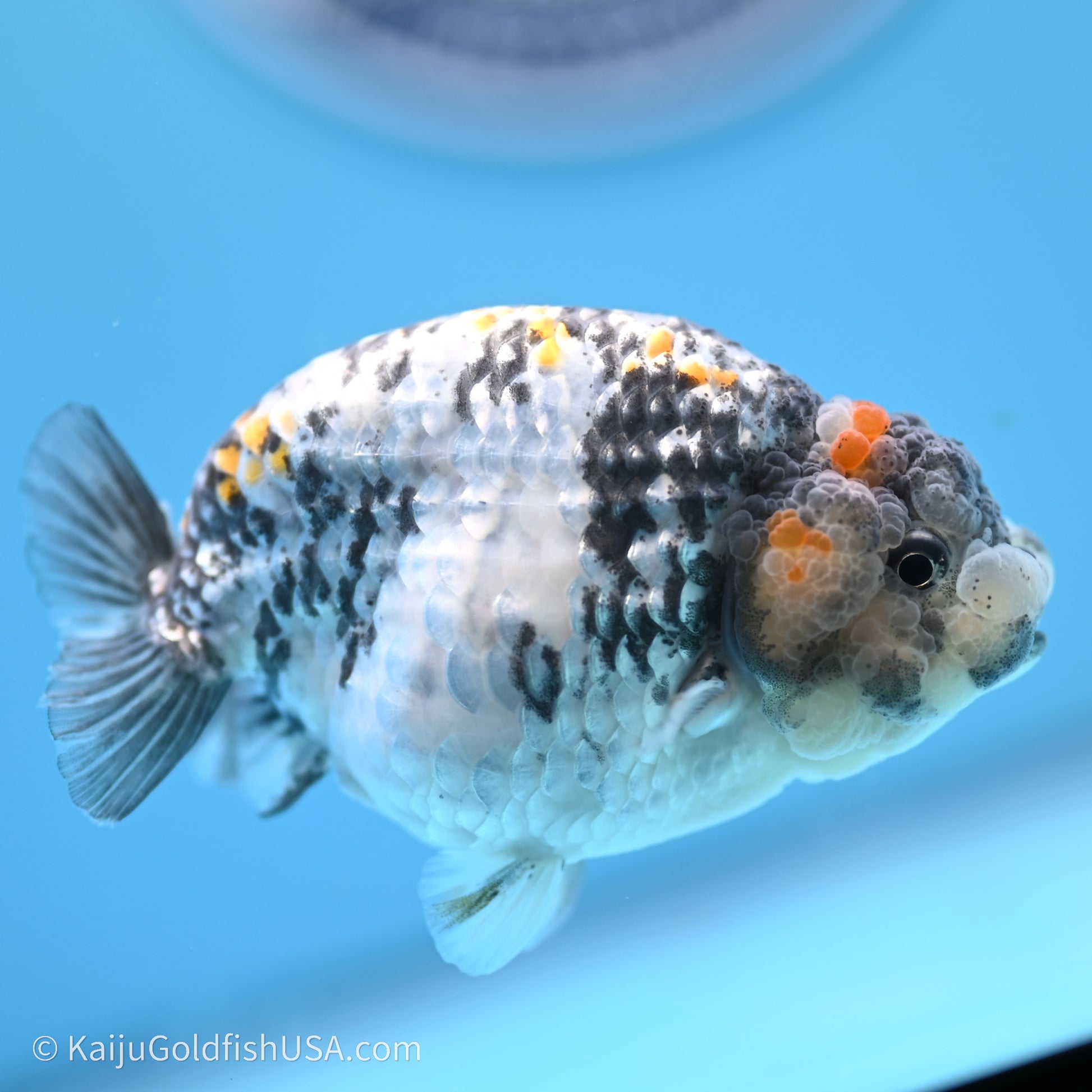 Tricolor White Tiger Ranchu 3.5 inches (240719_RC04) - Kaiju Goldfish USA