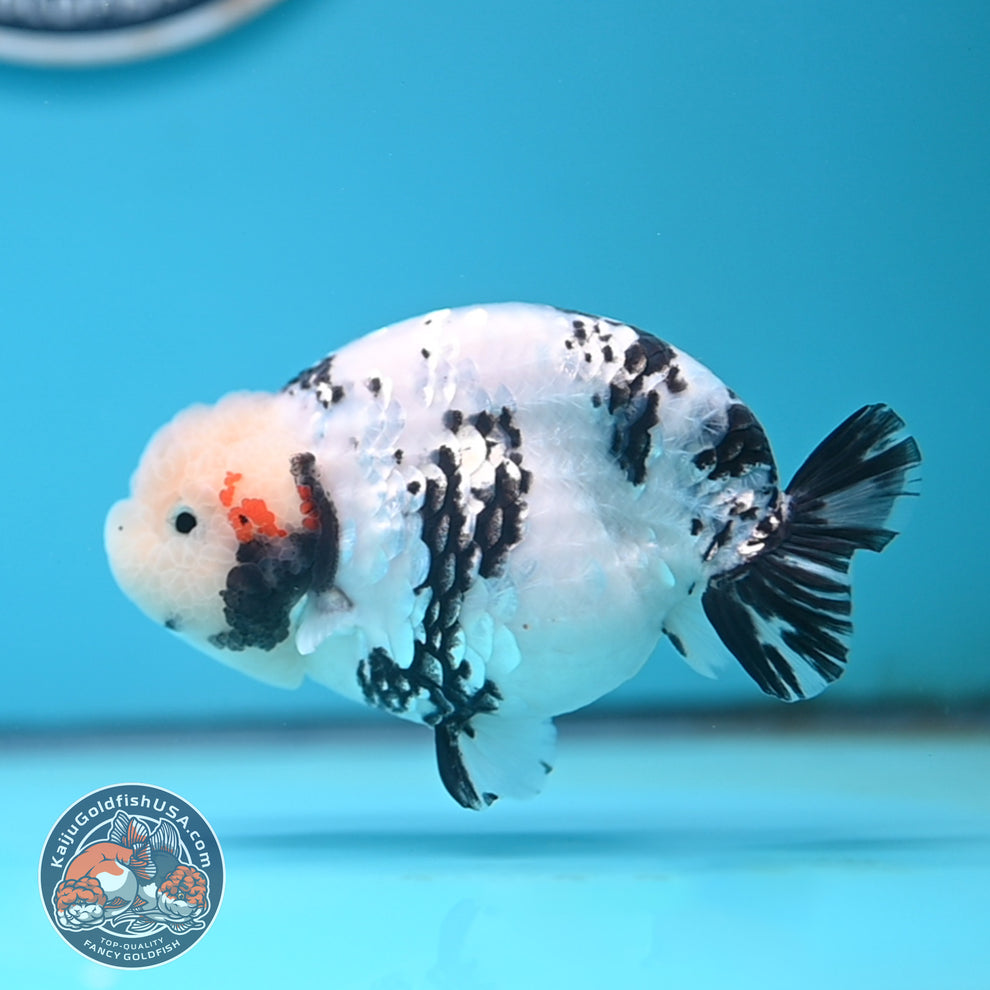 Tricolor Ranchu Goldfish for Sale | Kaiju Goldfish USA