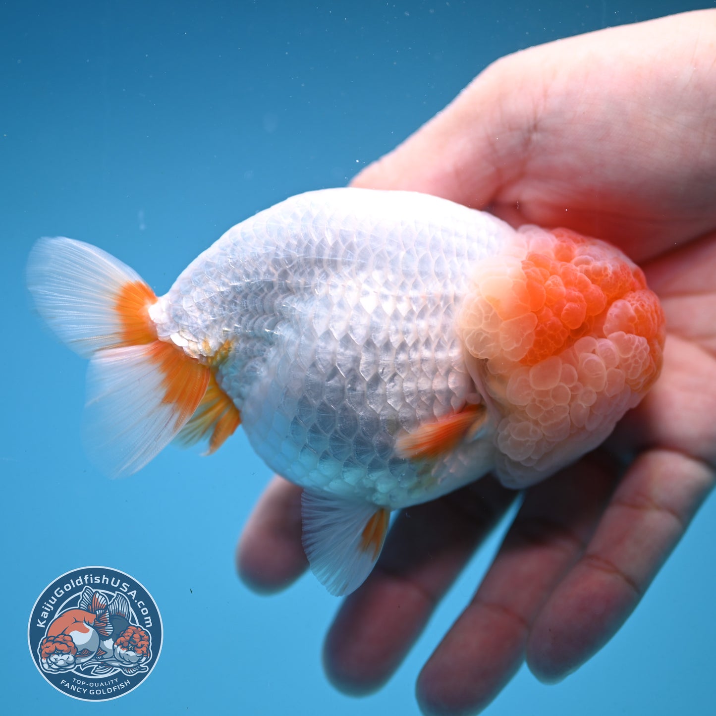 Super Wen Red White Buffalo Ranchu 4 inch Body (250919_RC04)