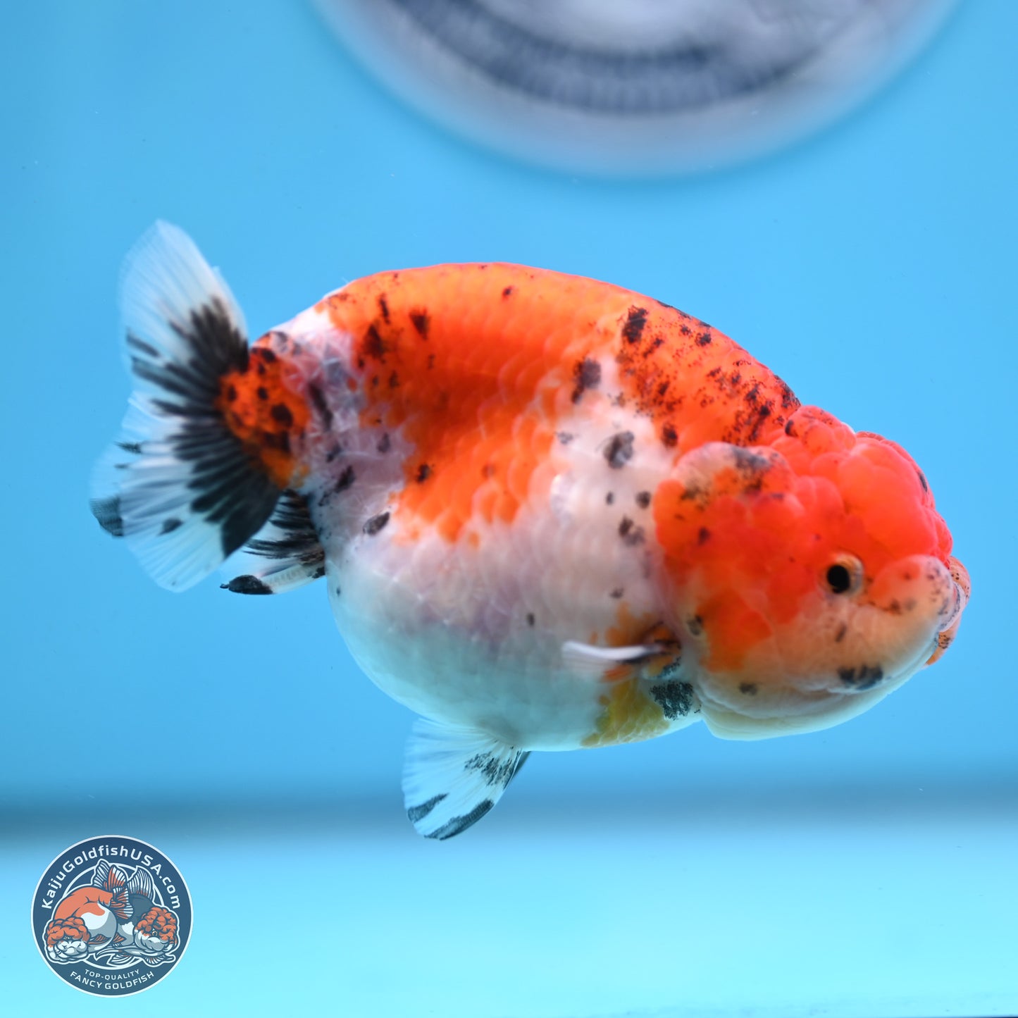 Tricolor Sakura Ranchu 4 inches Body - Female (250228_RC04)