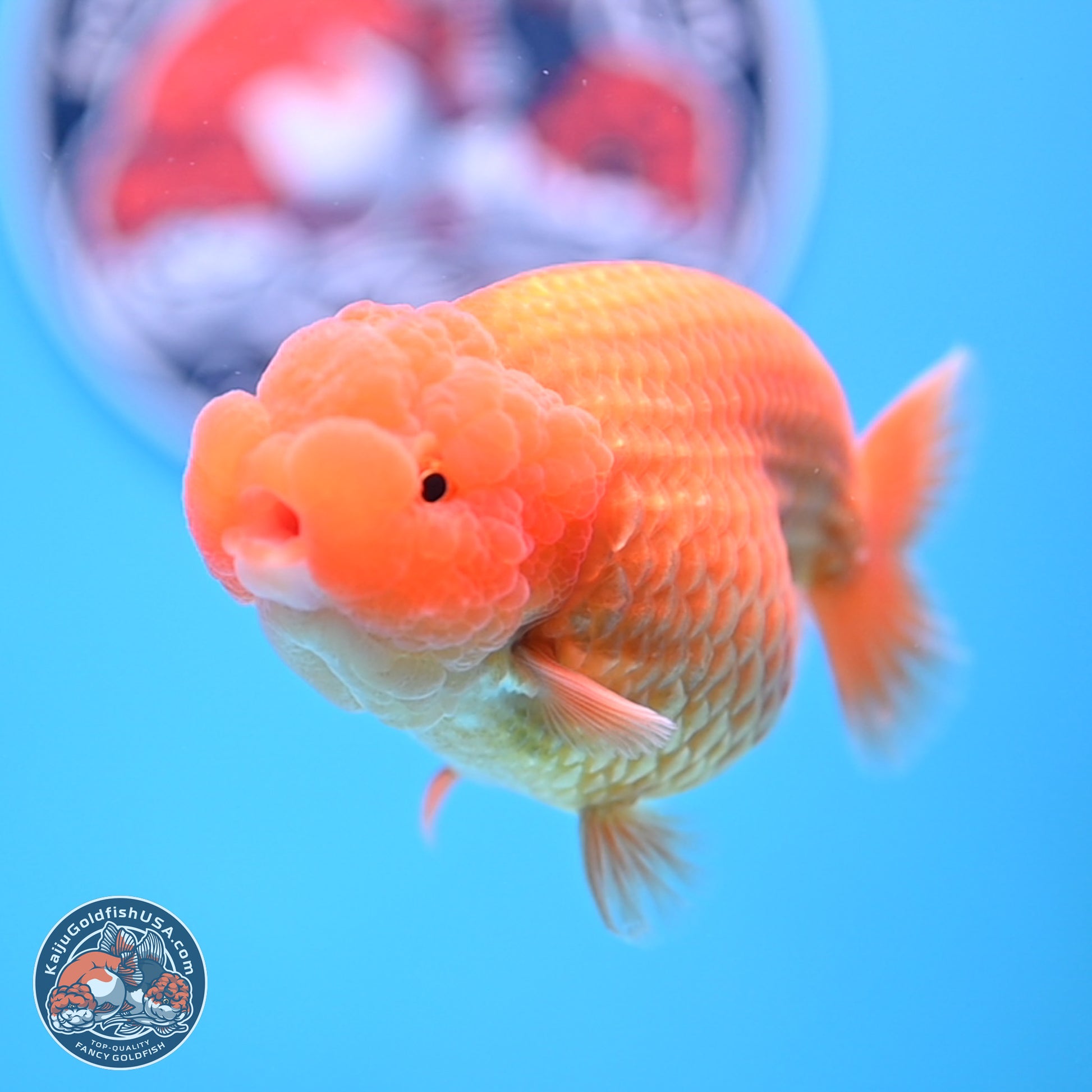 A Grade Classic Gold Lionchu 4.5-5 inches (240906_RC04) - Kaiju Goldfish USA