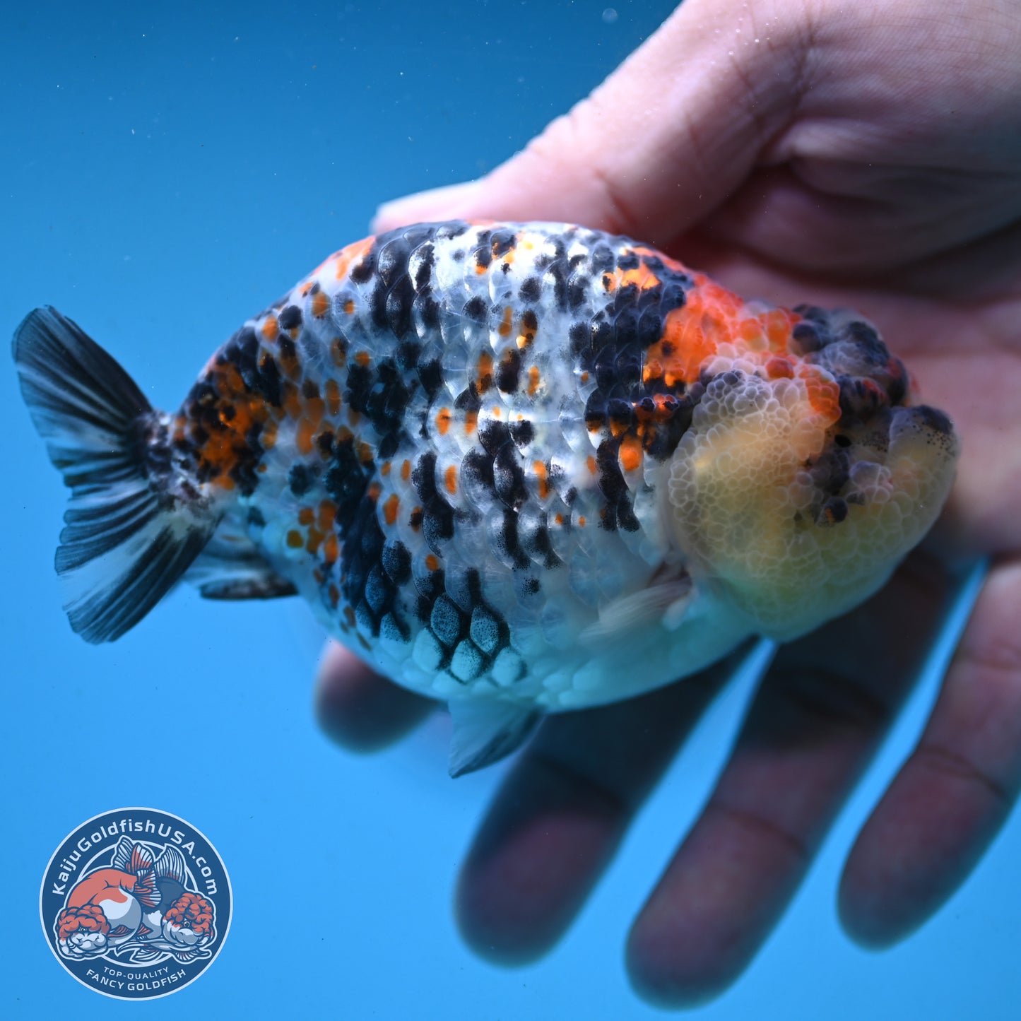 Tricolor Tiger Ranchu 4 inch Body (251003_RC04)