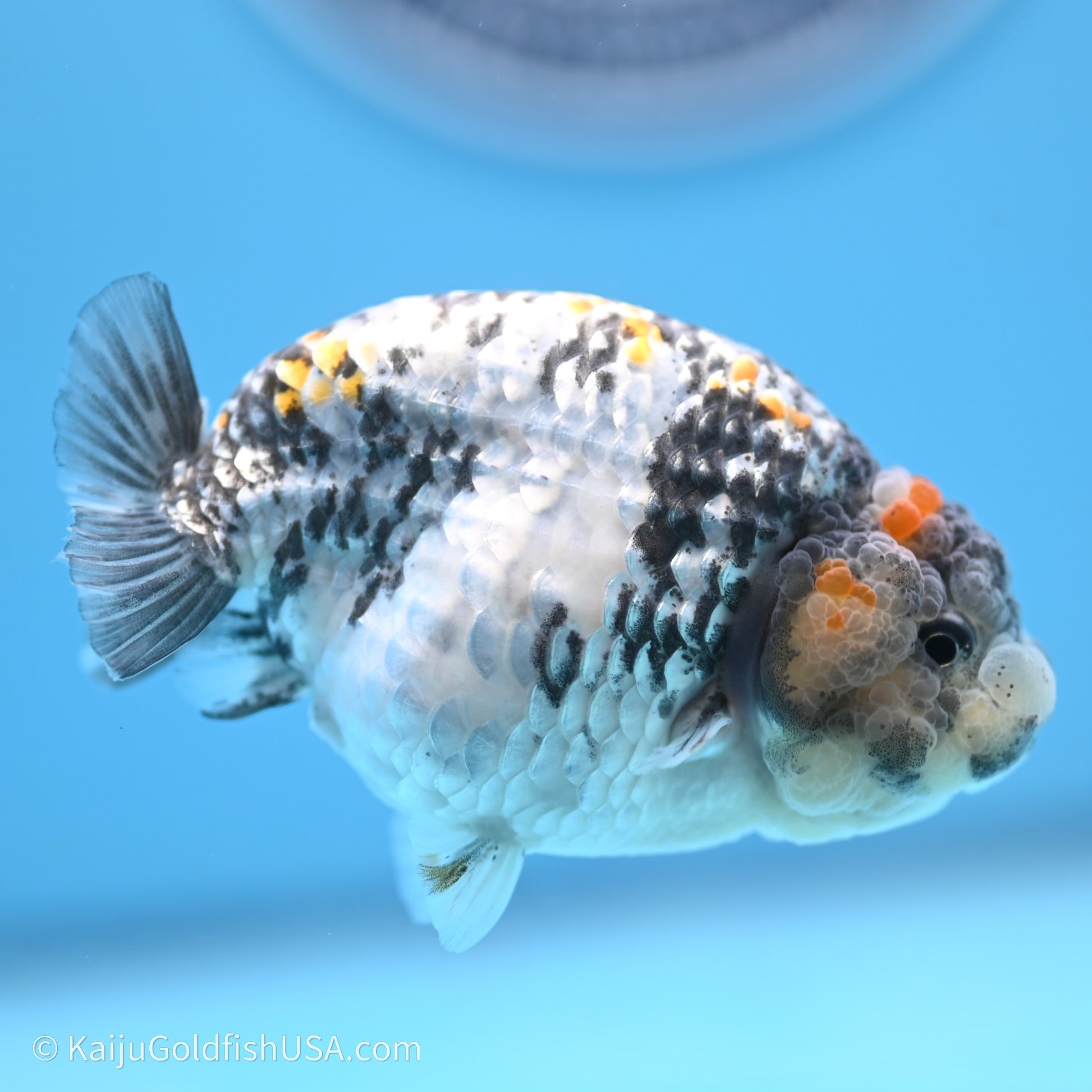 Tricolor White Tiger Ranchu 3.5 inches (240719_RC04) - Kaiju Goldfish USA