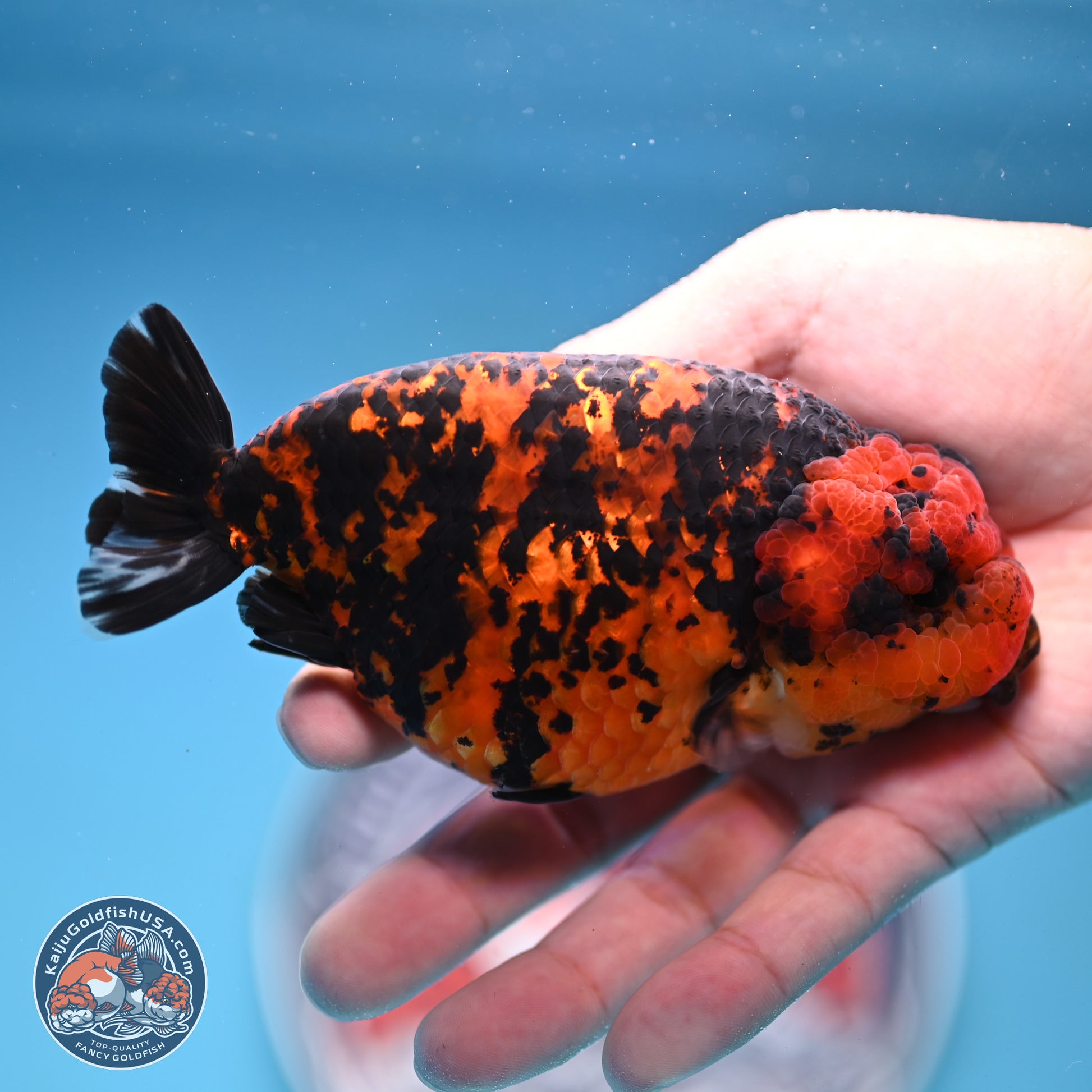 Red Tiger Ranchu 5 inches (241101_RC04) - Kaiju Goldfish USA