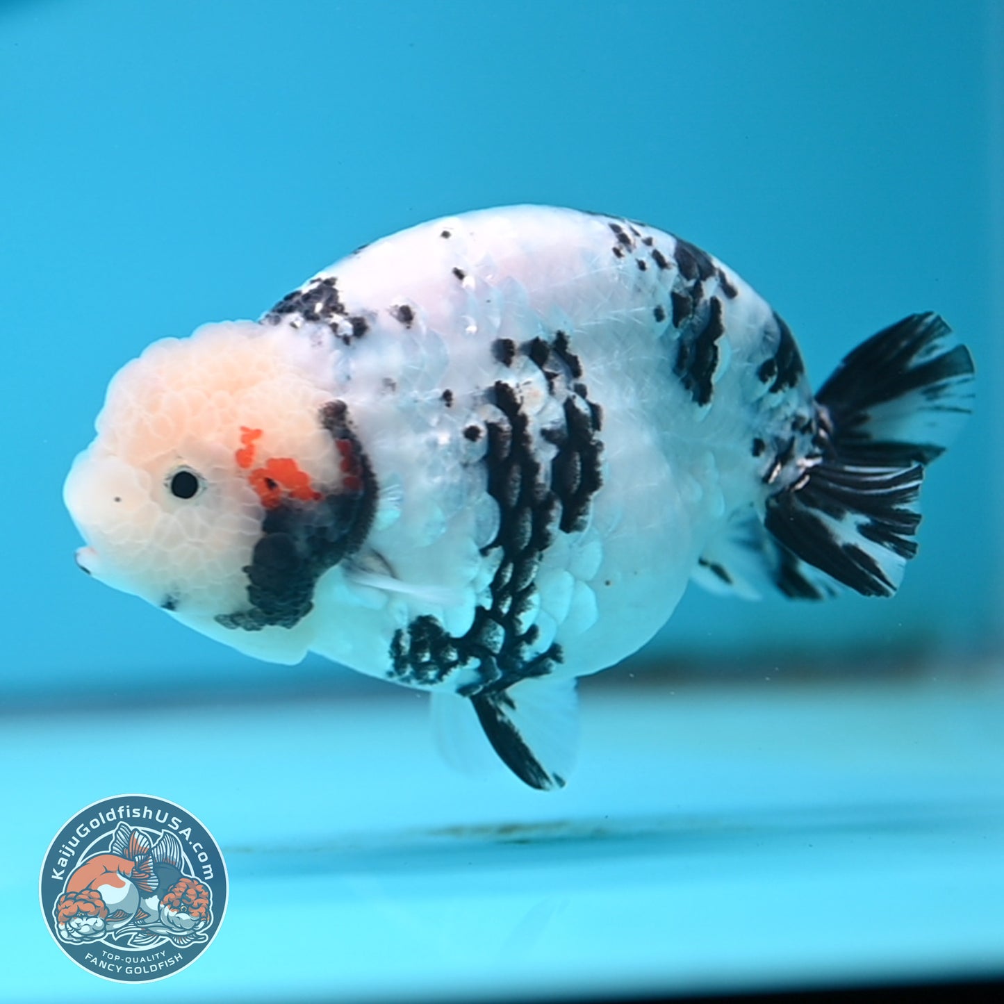 Tricolor Ranchu 4.5 inches Body (250509_RC04)