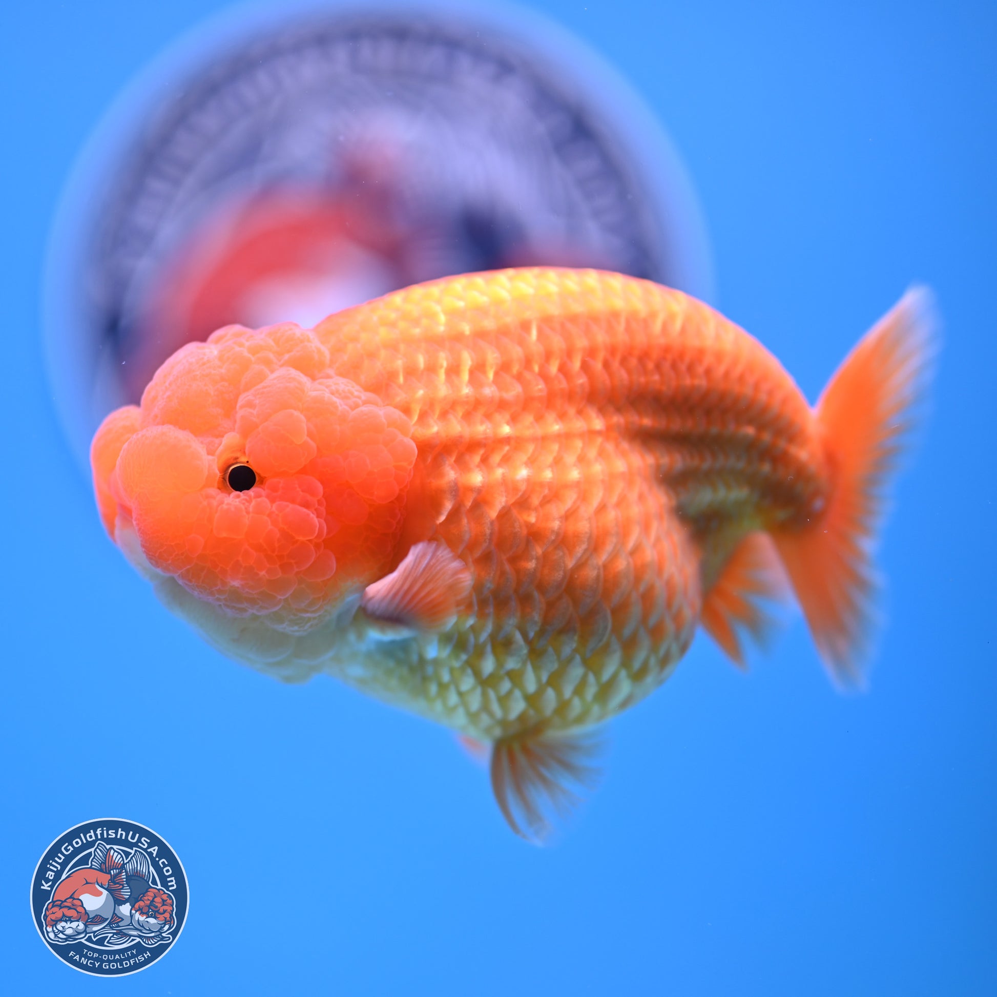 A Grade Classic Gold Lionchu 4.5-5 inches (240906_RC04) - Kaiju Goldfish USA