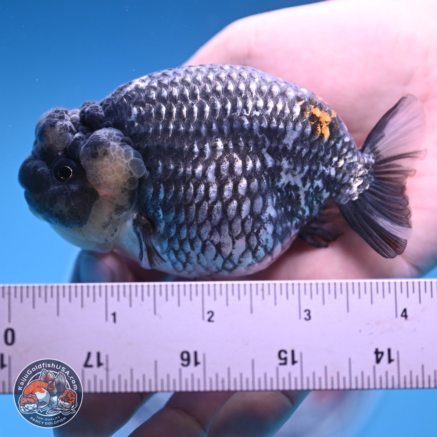 Grey Metallic Ranchu 3.75 inches Body - Female (241227_RC04) - Kaiju Goldfish USA