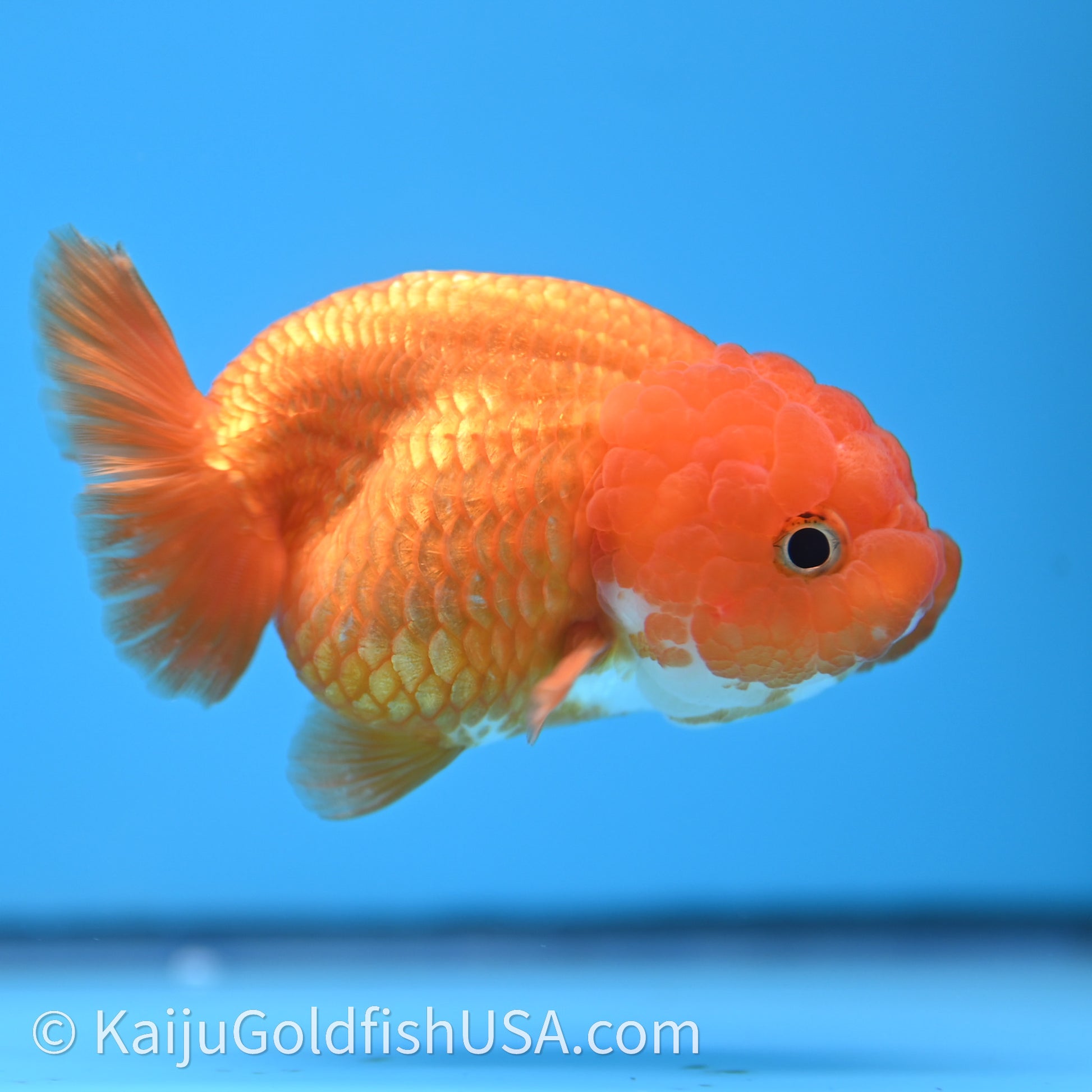 Red White Lionchu 3.5in body (240726_RC04) - Kaiju Goldfish USA