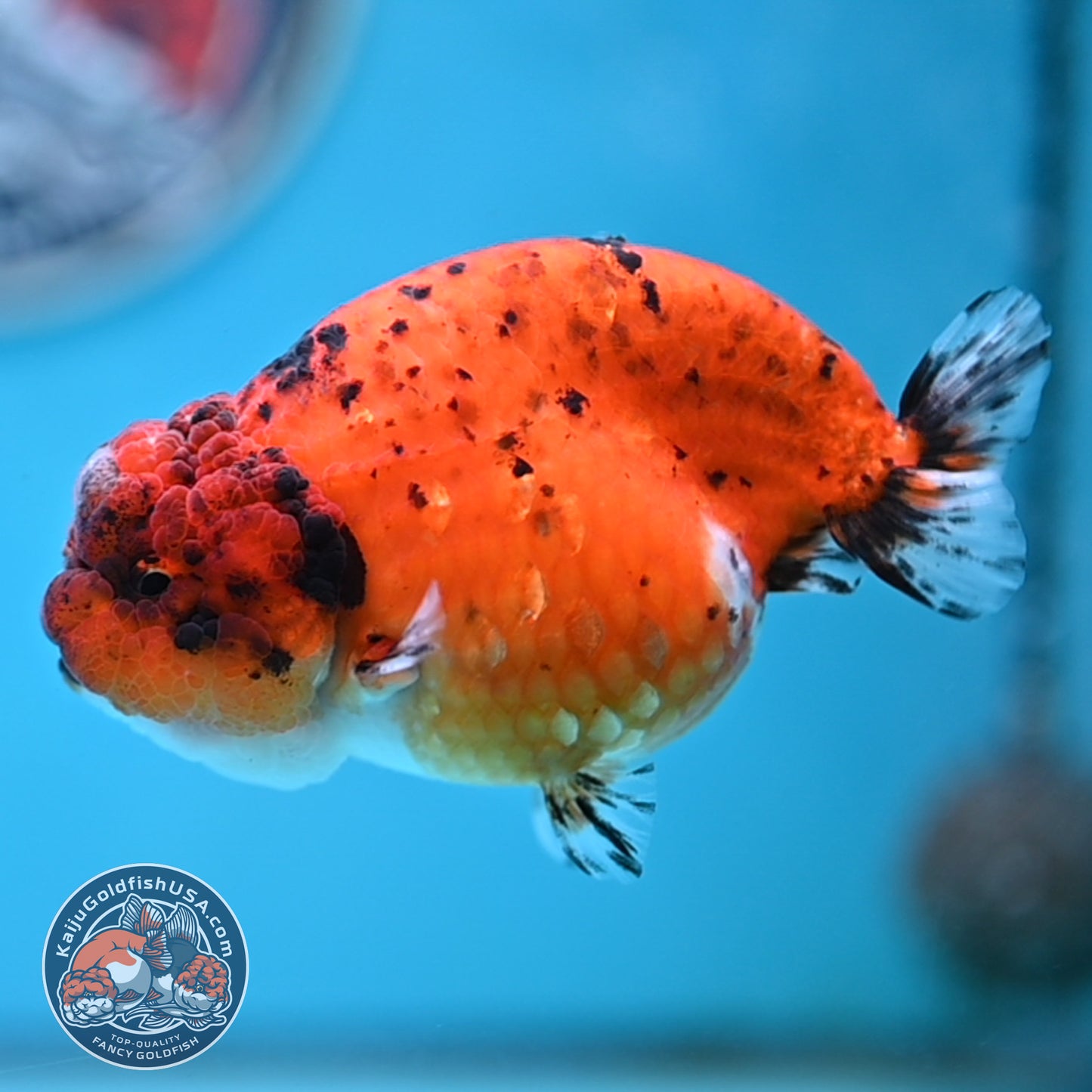 Calico Ranchu 4 inches Body (250516_RC04)