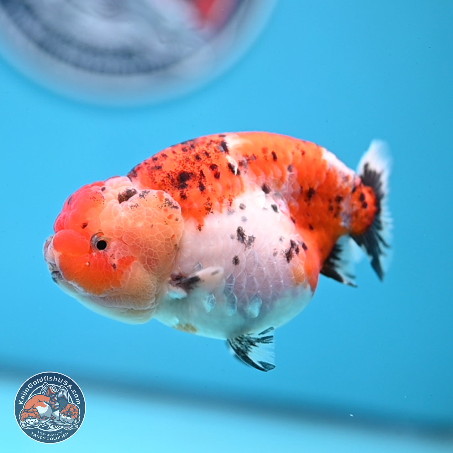Tricolor Sakura Ranchu 4 inches Body - Female (250228_RC04)