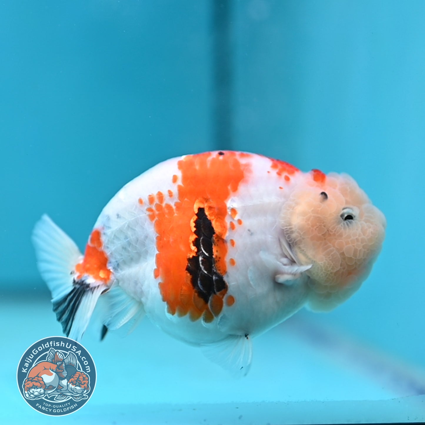 Tricolor Sakura Ranchu 4.25 inches Body (250502_RC04)