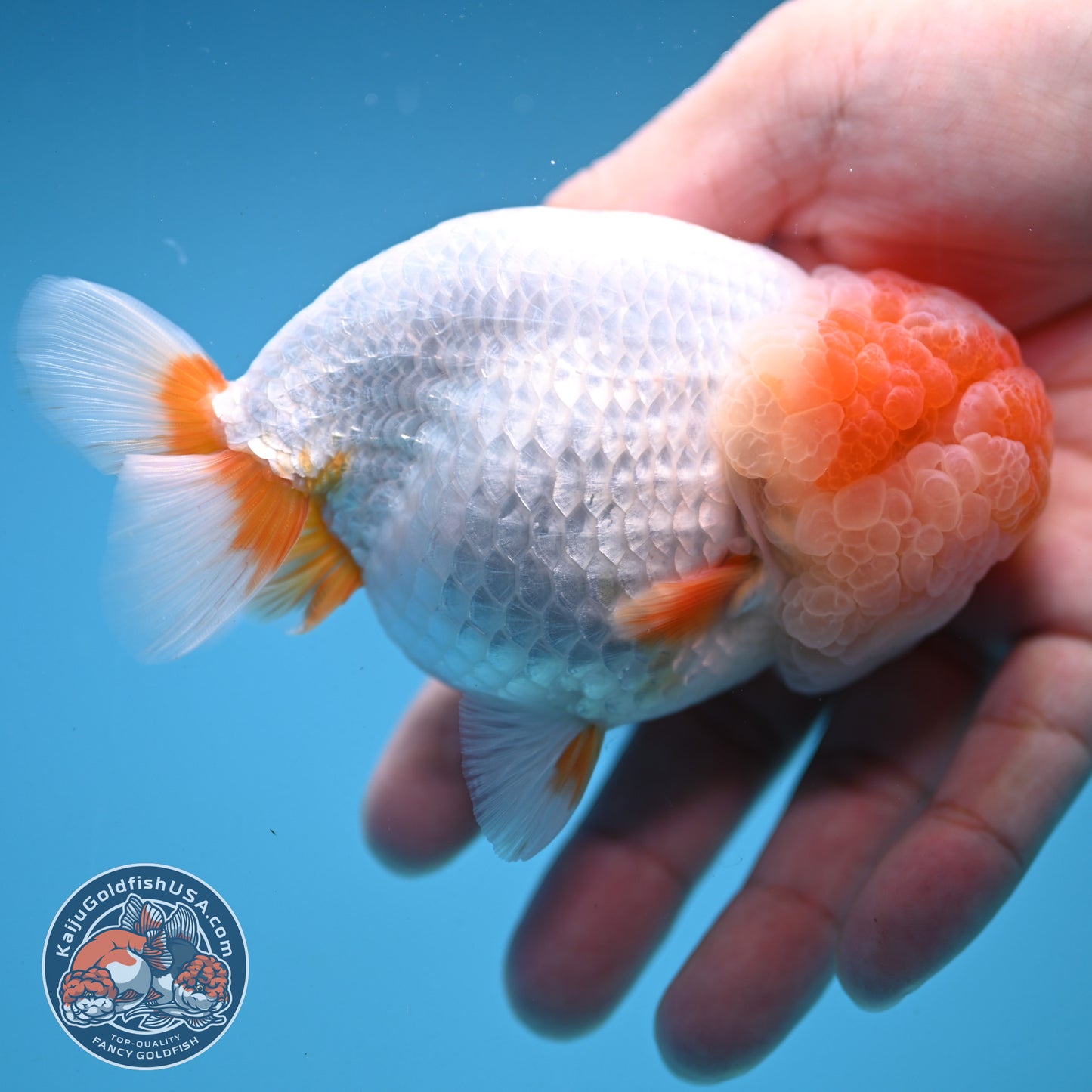 Super Wen Red White Buffalo Ranchu 4 inch Body (250919_RC04)