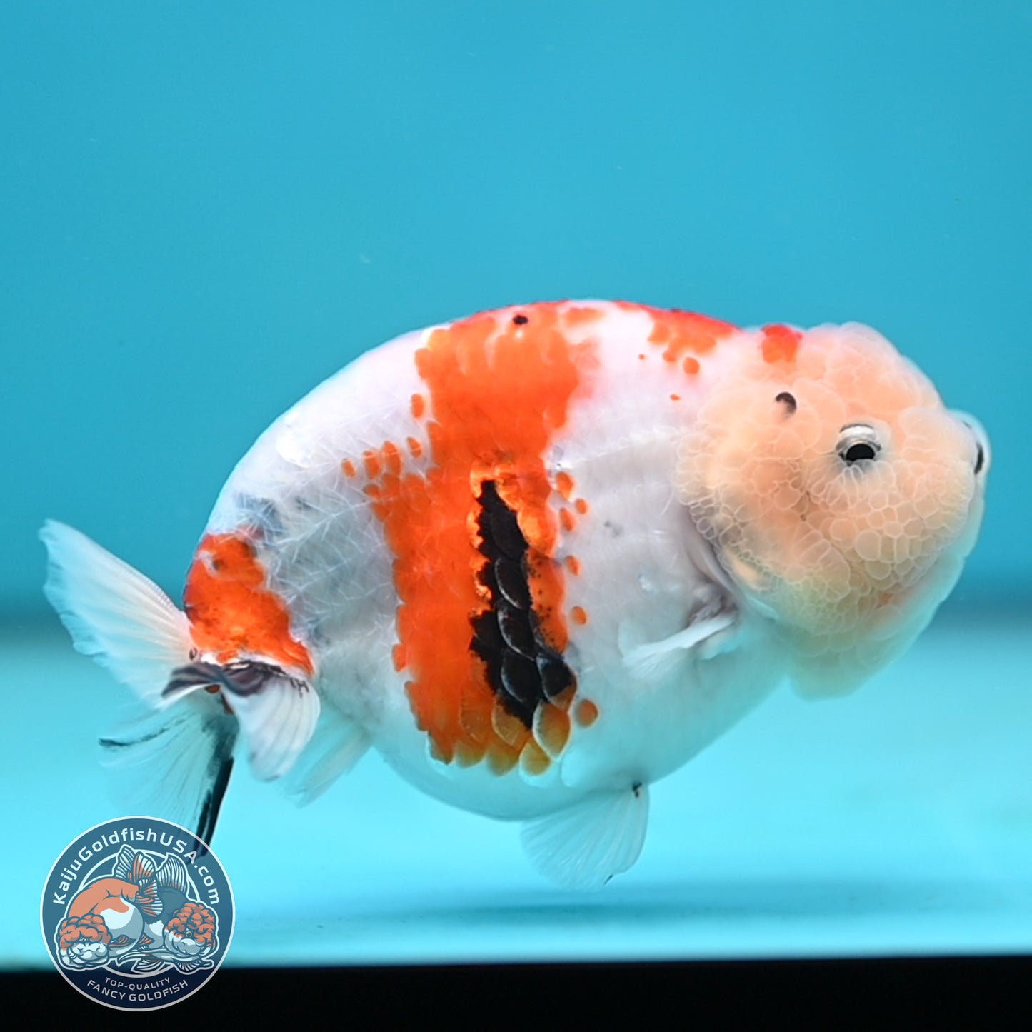 Tricolor Sakura Ranchu 4.25 inches Body (250502_RC04)
