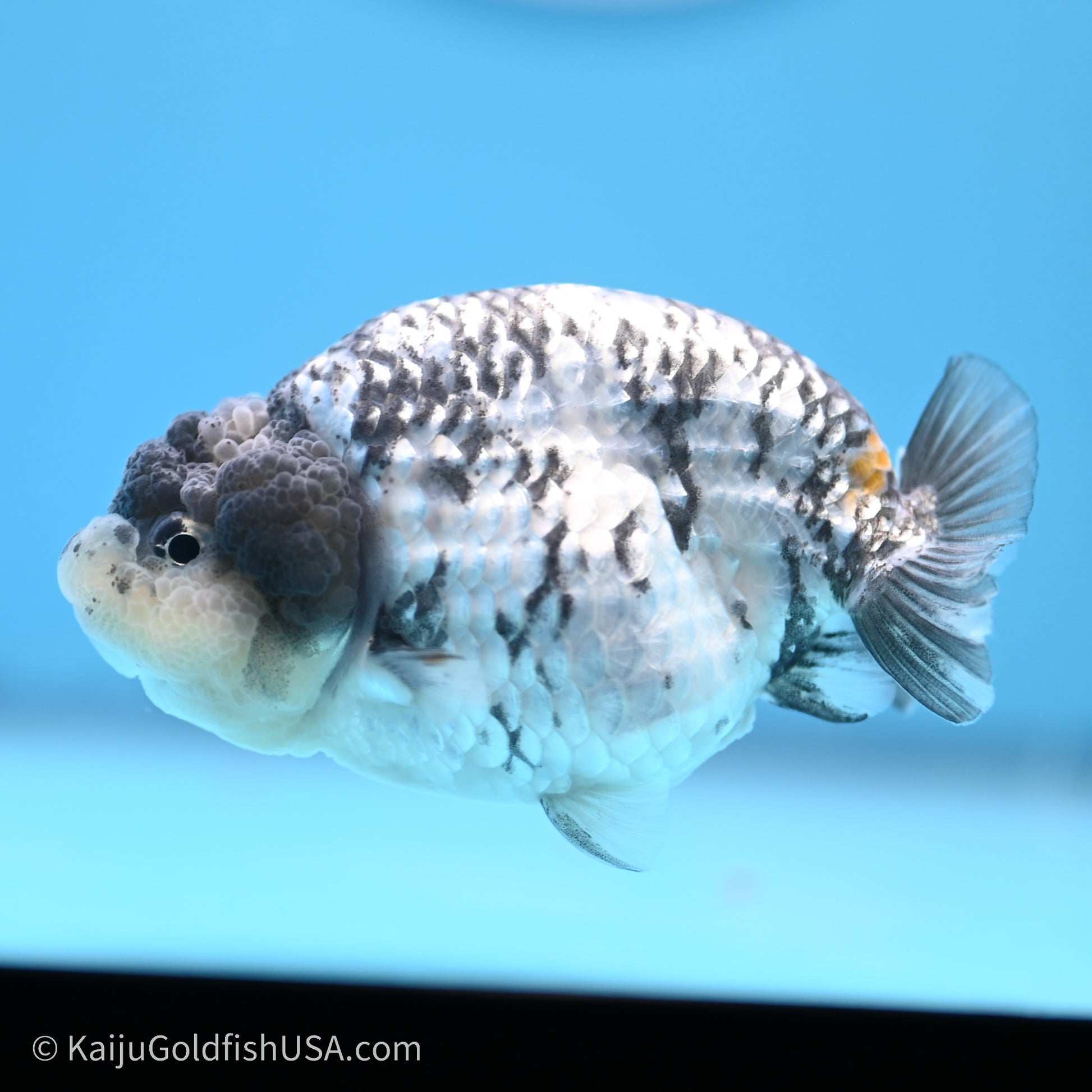 Tricolor White Tiger Ranchu 3.5 inches (240719_RC04) - Kaiju Goldfish USA