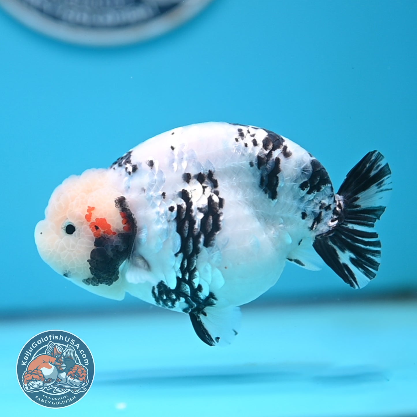 Tricolor Ranchu 4.5 inches Body (250509_RC04)
