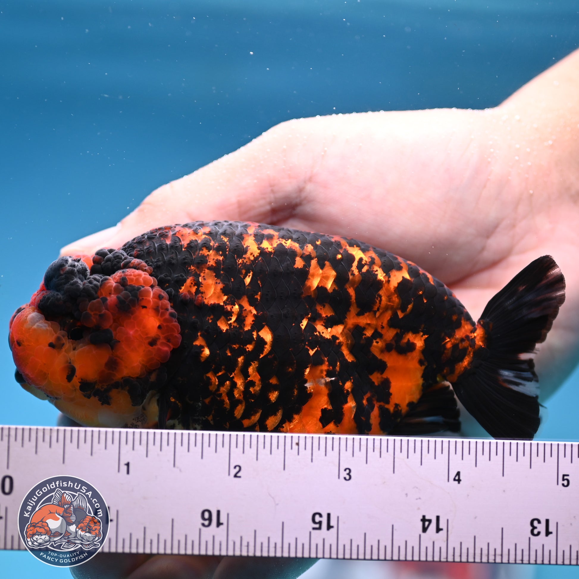 Red Tiger Ranchu 5 inches (241101_RC04) - Kaiju Goldfish USA