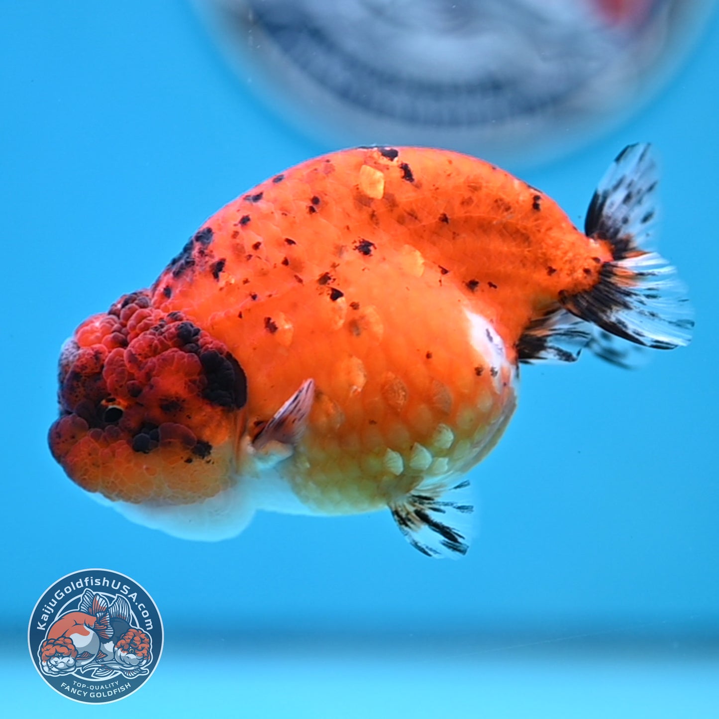 Calico Ranchu 4 inches Body (250516_RC04)