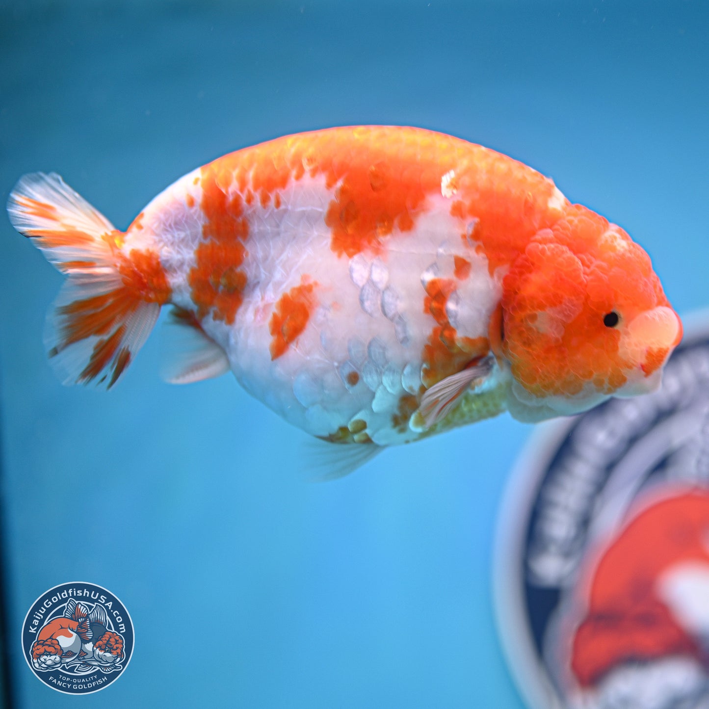 Tiny Tail Sakura Ranchu 5 inches (241018_RC04)