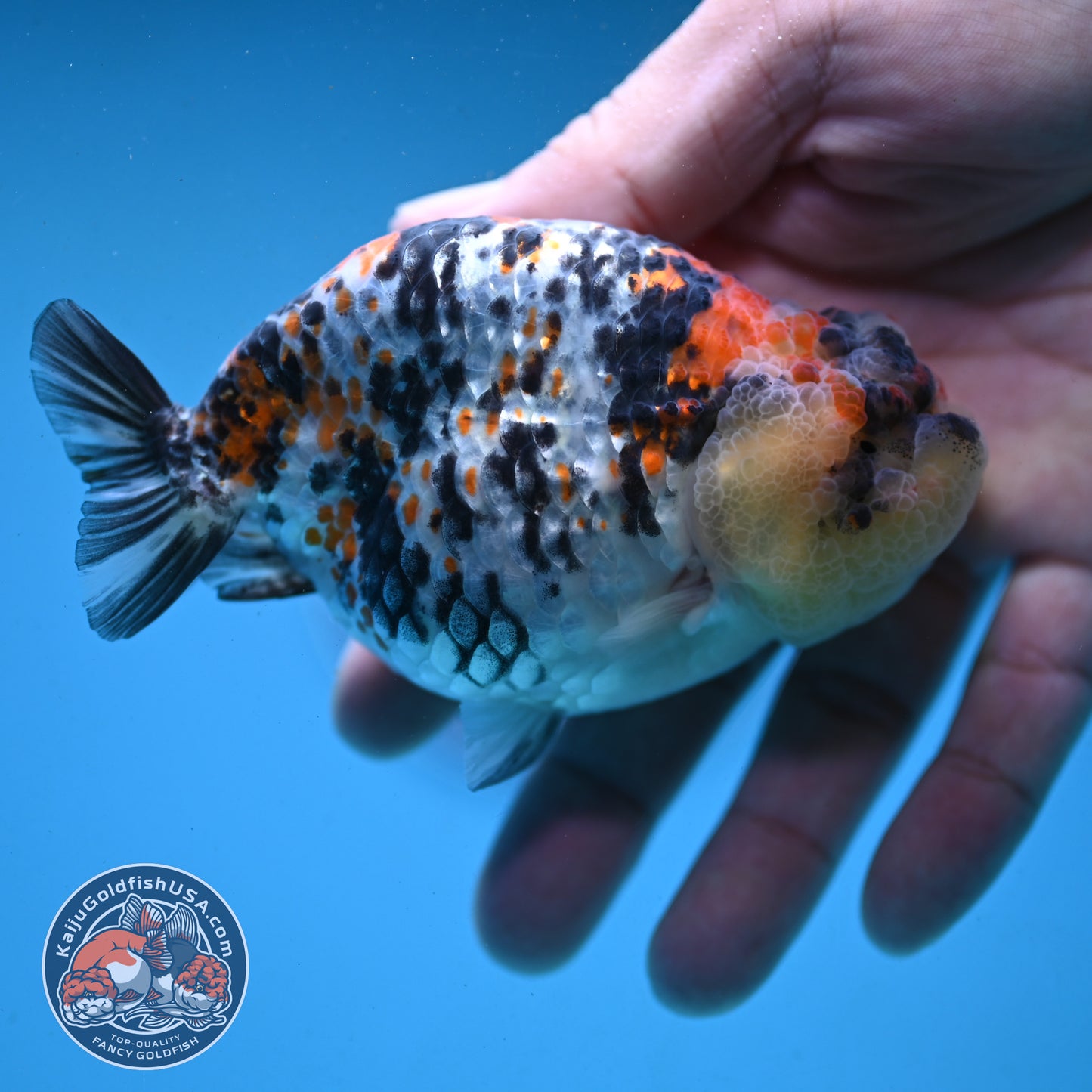 Tricolor Tiger Ranchu 4 inch Body (251003_RC04)