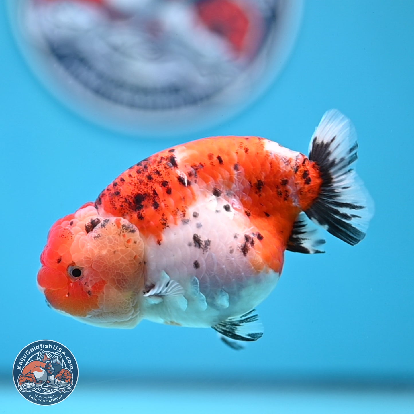 Tricolor Sakura Ranchu 4 inches Body - Female (250228_RC04)