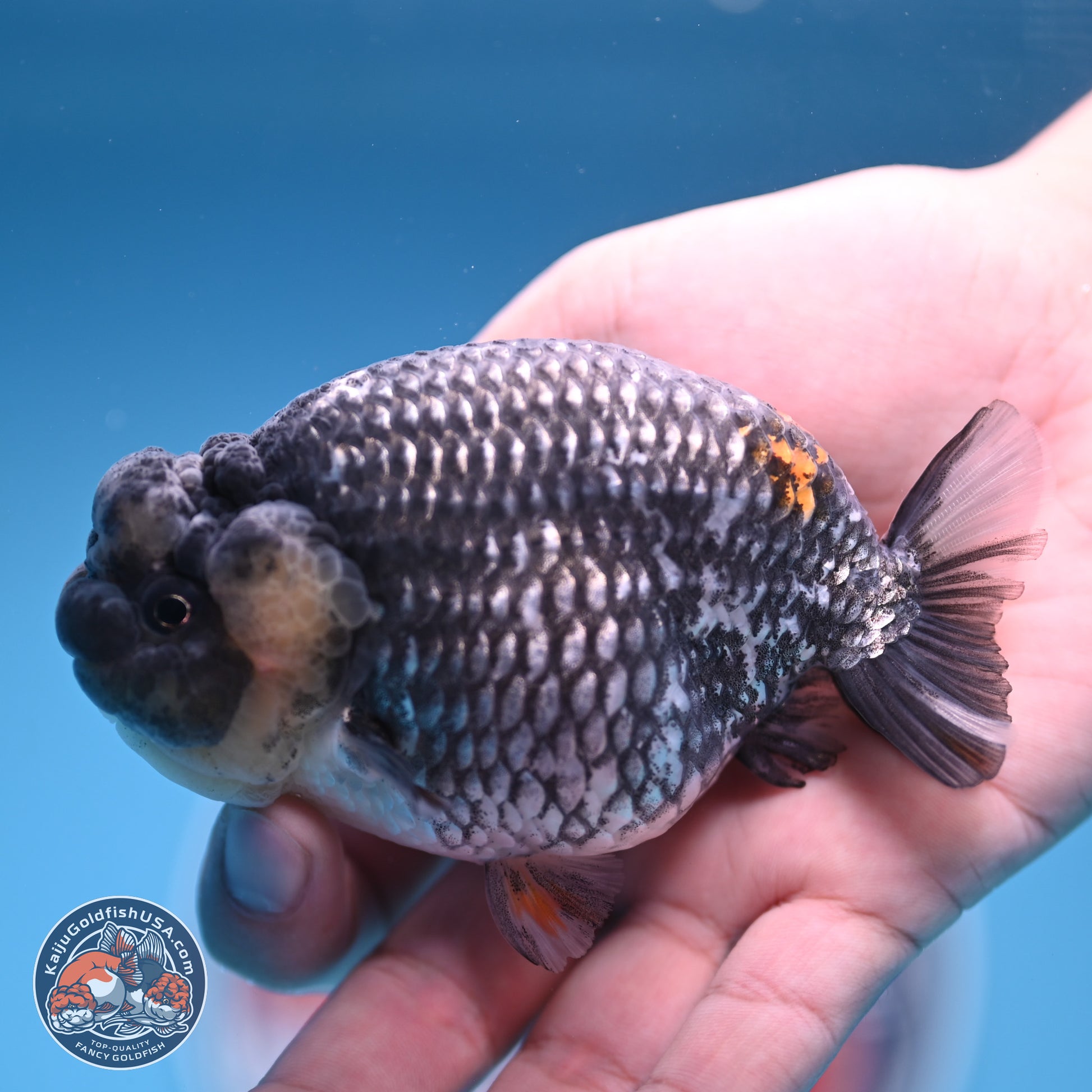 Grey Metallic Ranchu 3.75 inches Body - Female (241227_RC04) - Kaiju Goldfish USA