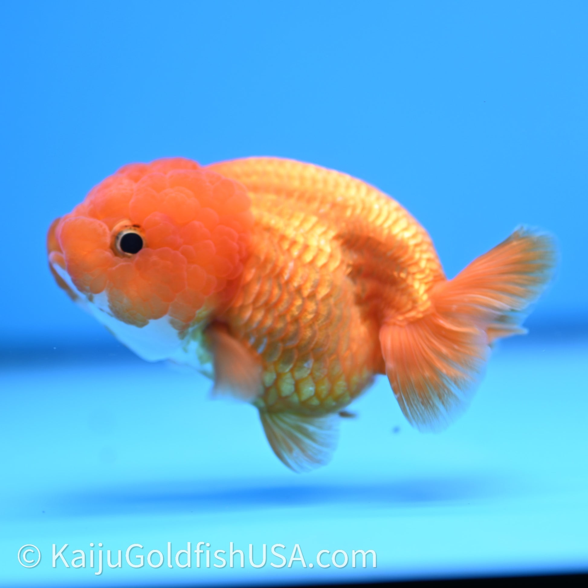 Red White Lionchu 3.5in body (240726_RC04) - Kaiju Goldfish USA