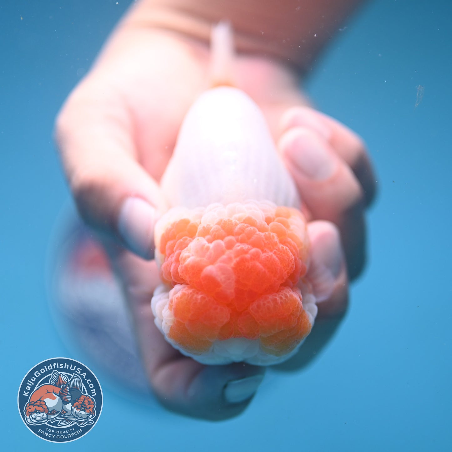 Super Wen Red White Buffalo Ranchu 4 inch Body (250919_RC04)