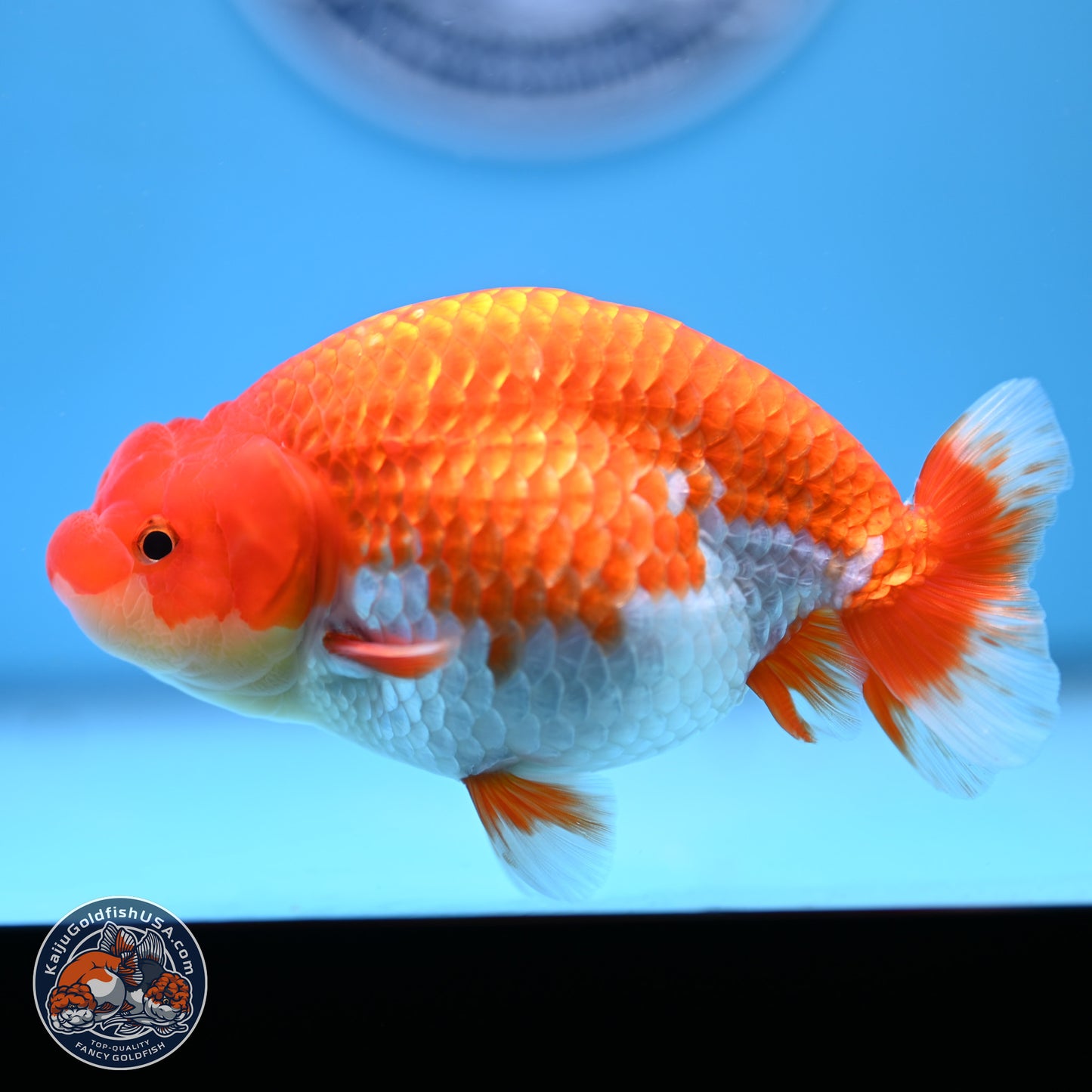 Red White Buffalo Ranchu 4.75in Body (240802_RC04) - Kaiju Goldfish USA