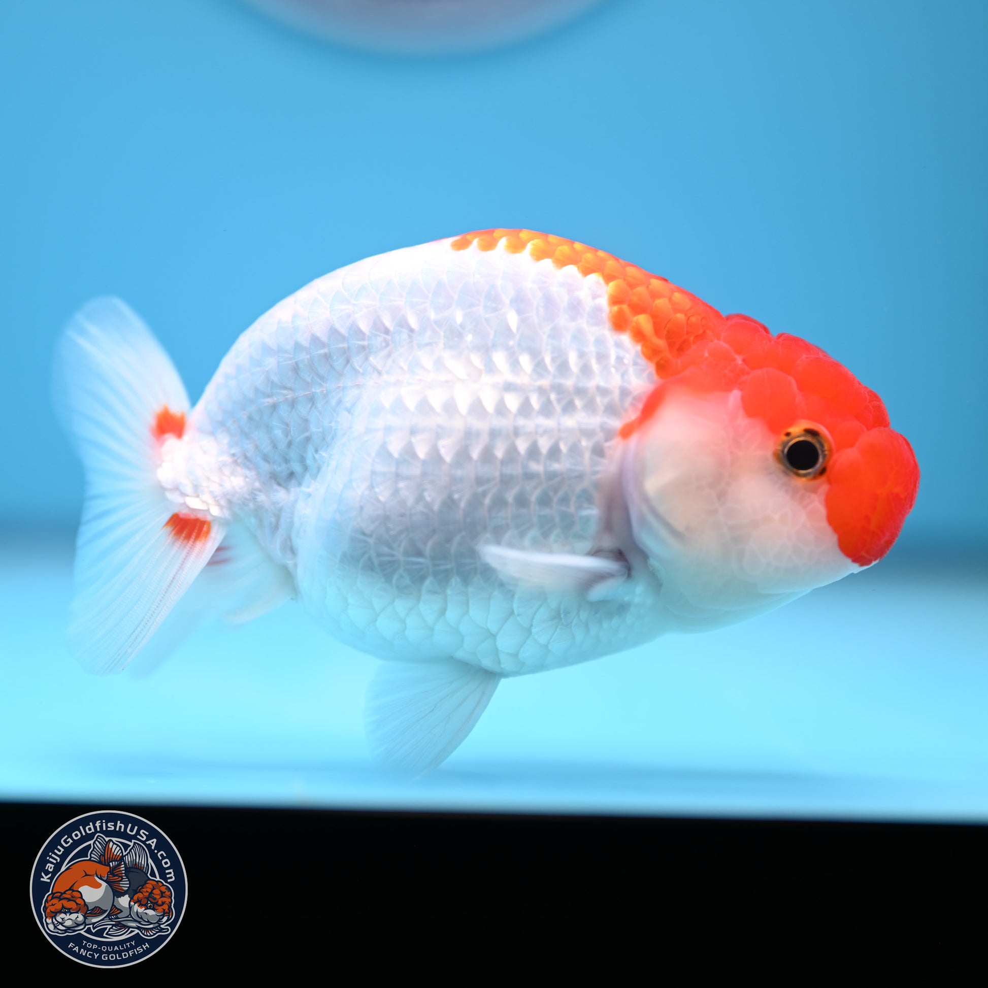 Red White Buffalo Ranchu 4-5 in (241011_RC04) - Kaiju Goldfish USA