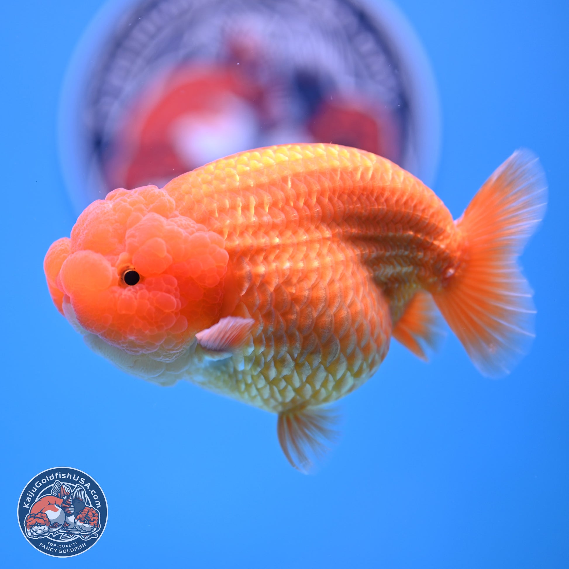 A Grade Classic Gold Lionchu 4.5-5 inches (240906_RC04) - Kaiju Goldfish USA