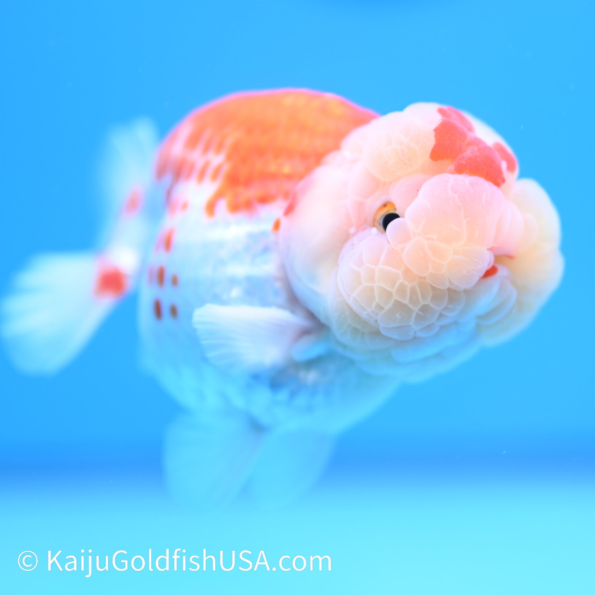 Crown Chubby Cheeks Red White Buffalo Ranchu 4-4.5 inches (240322_RC04) - Kaiju Goldfish USA