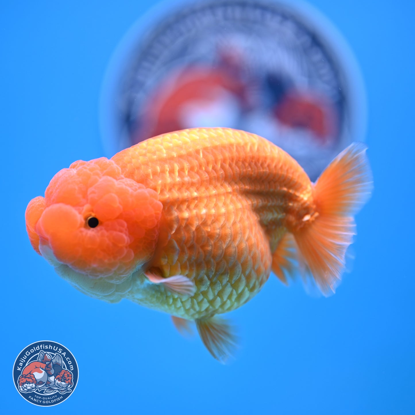 A Grade Classic Gold Lionchu 4.5-5 inches (240906_RC04) - Kaiju Goldfish USA