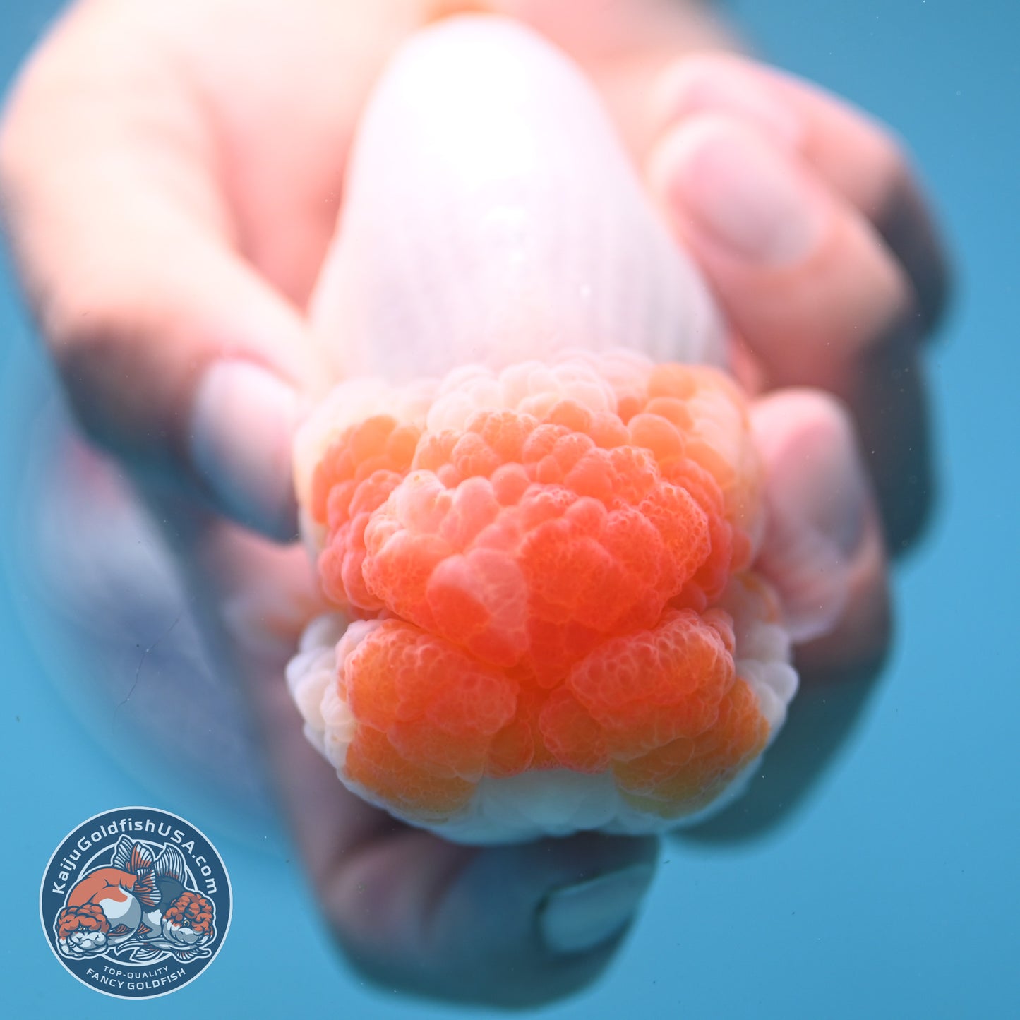 Super Wen Red White Buffalo Ranchu 4 inch Body (250919_RC04)